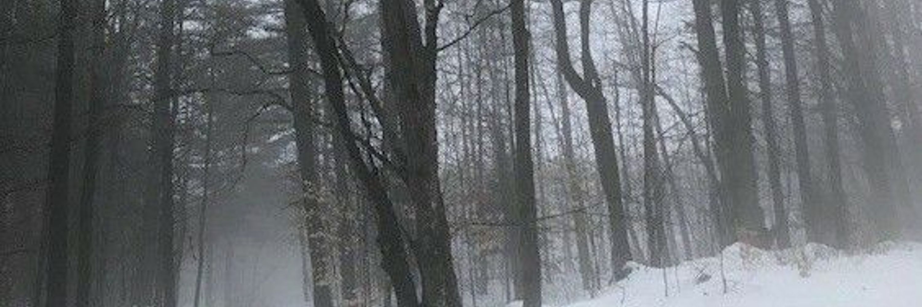 Frost