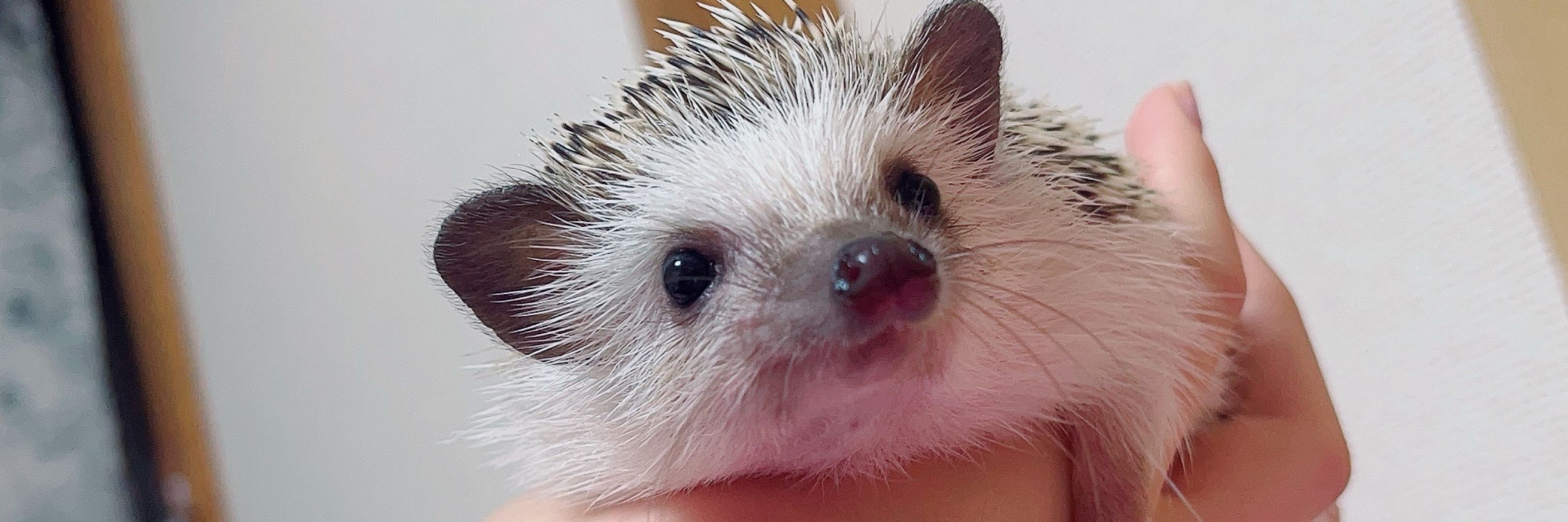 りんね🦔🍰