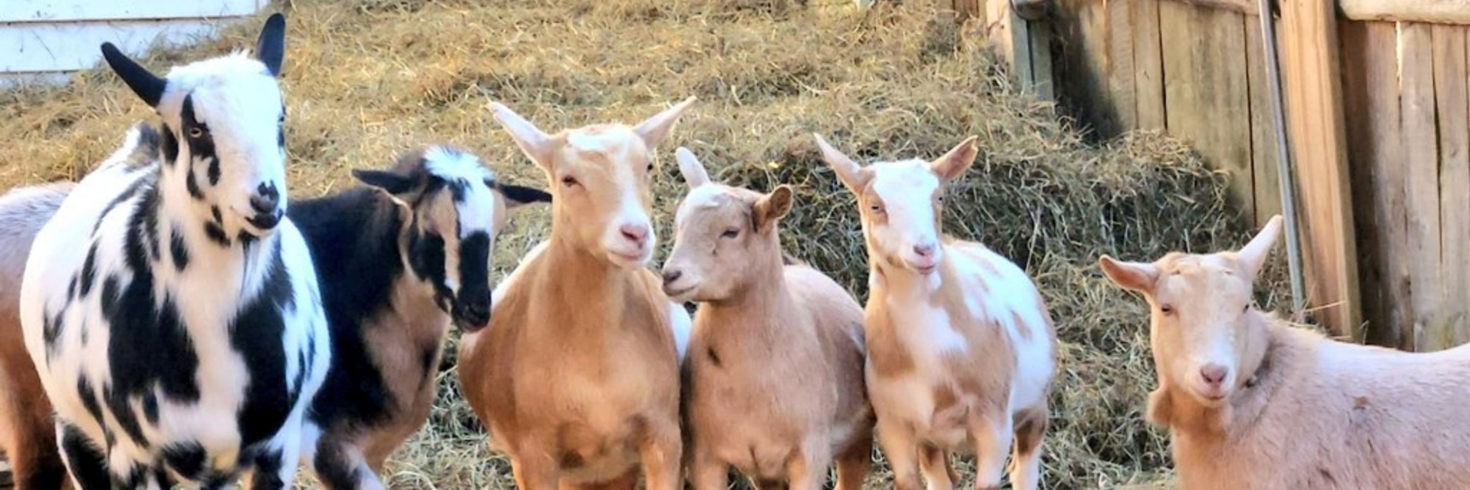 Constantine Goats