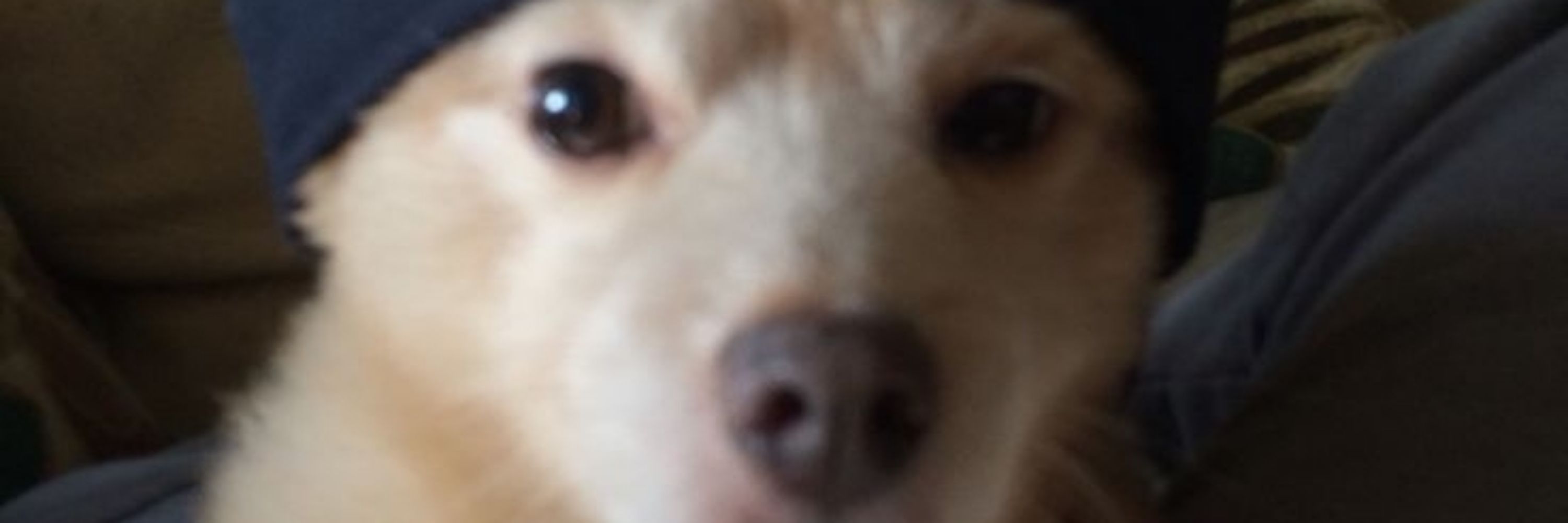Zekie