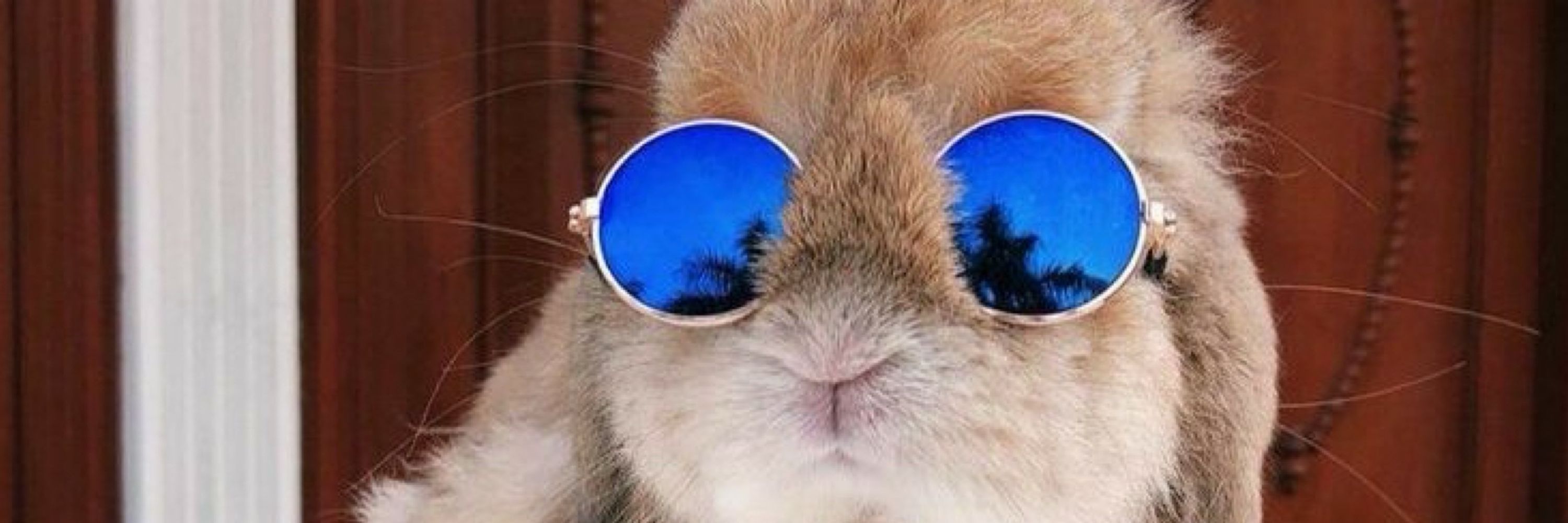 Christopher 🐰
