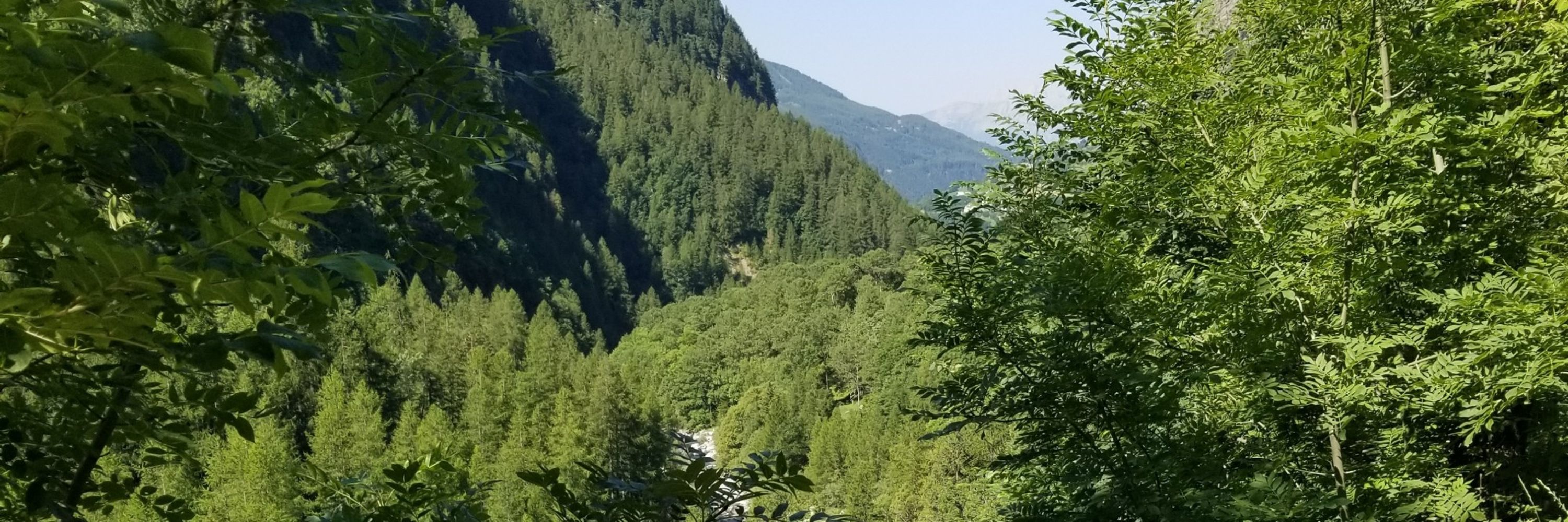 Ulvy