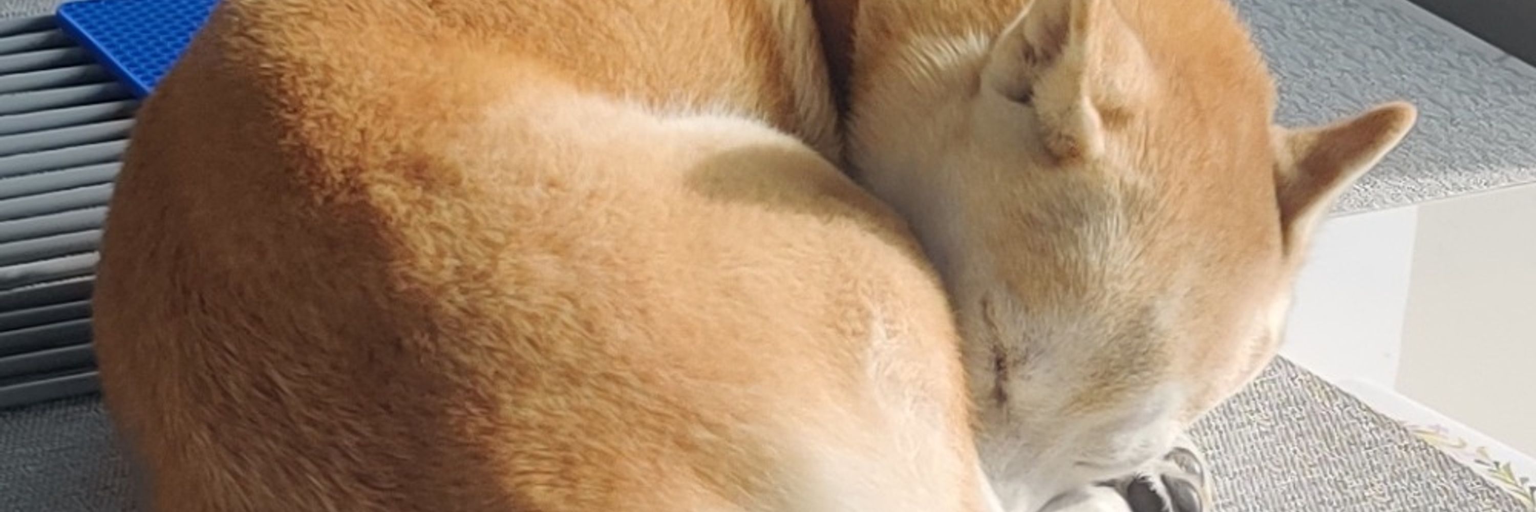 shibs (she/they)