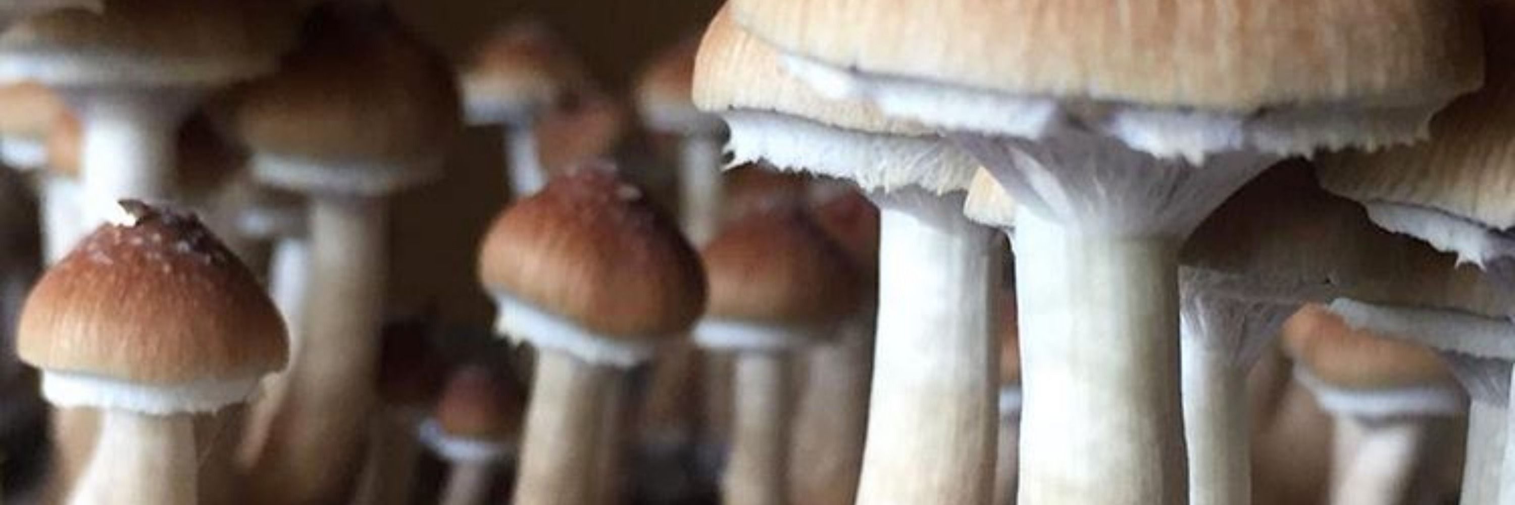 Epicurus Garden Grove 🍄