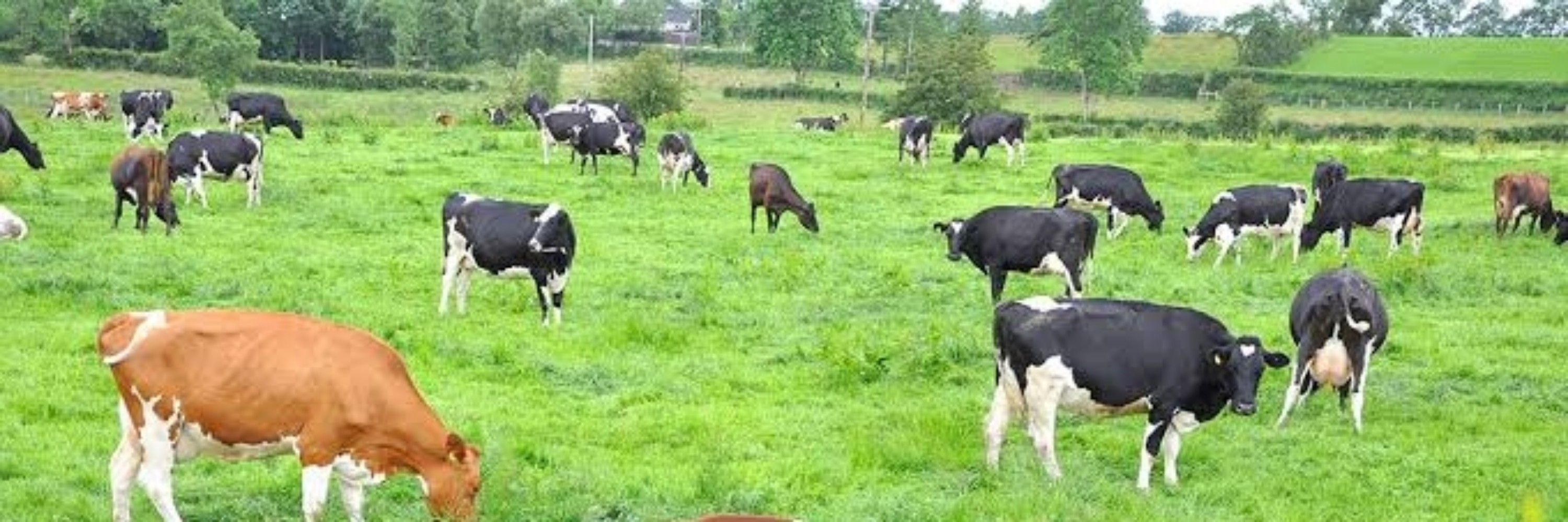 The Rancher
