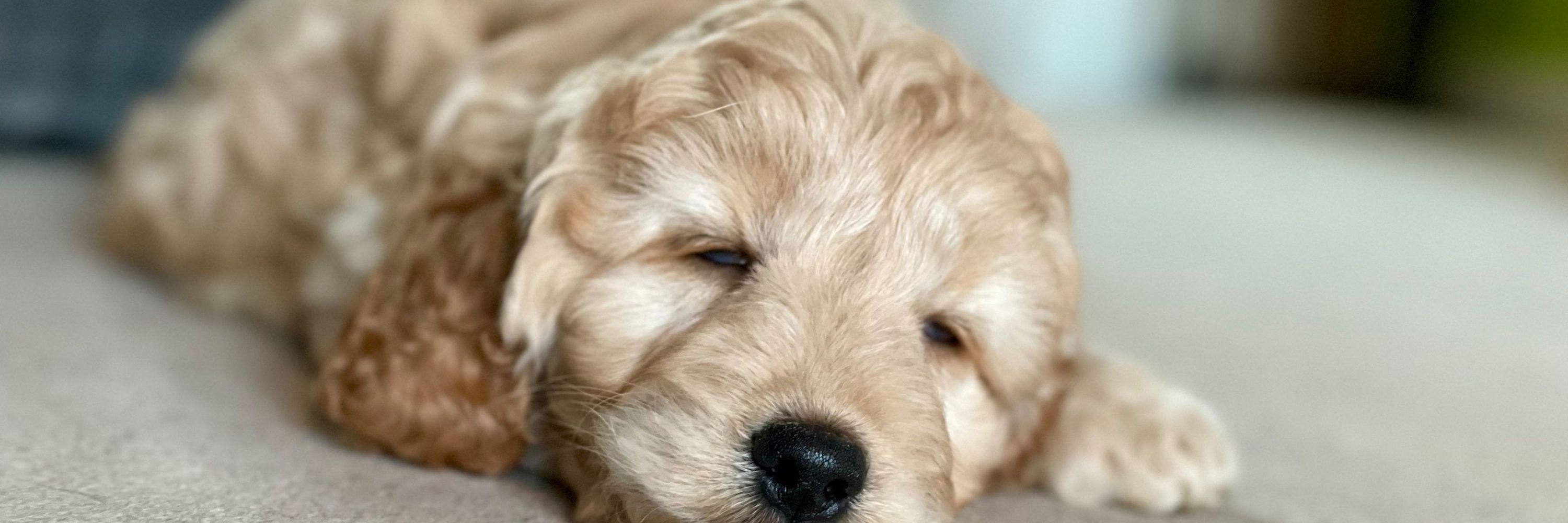 Milo 🐶 
