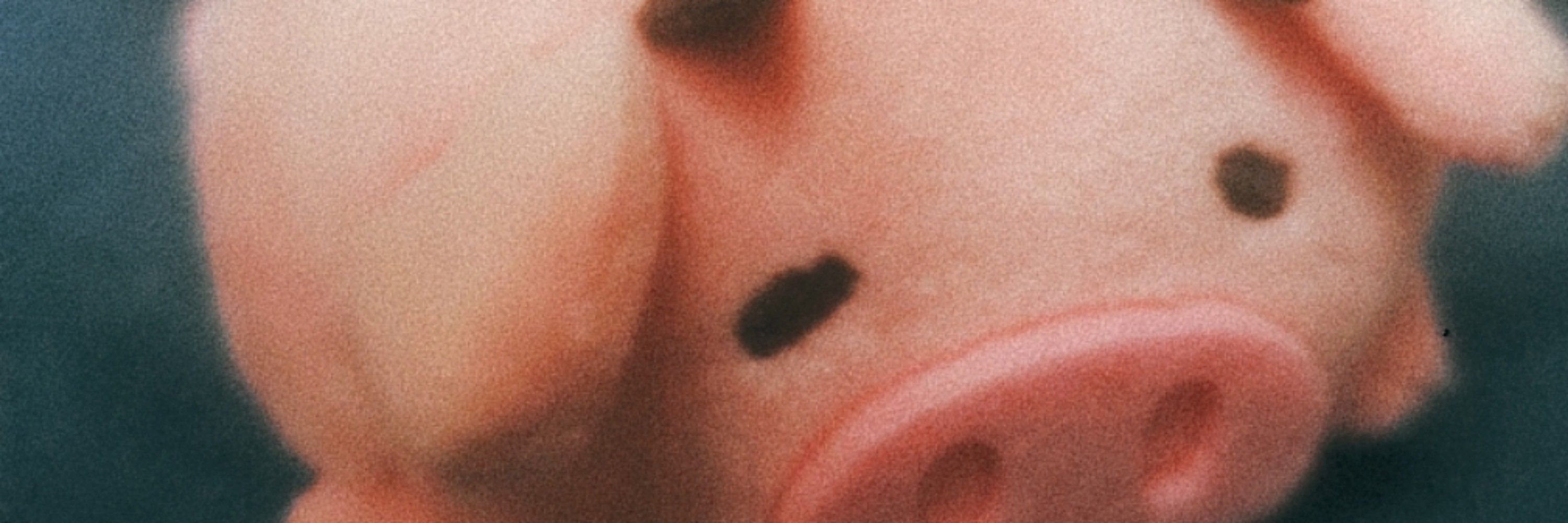 茉莉