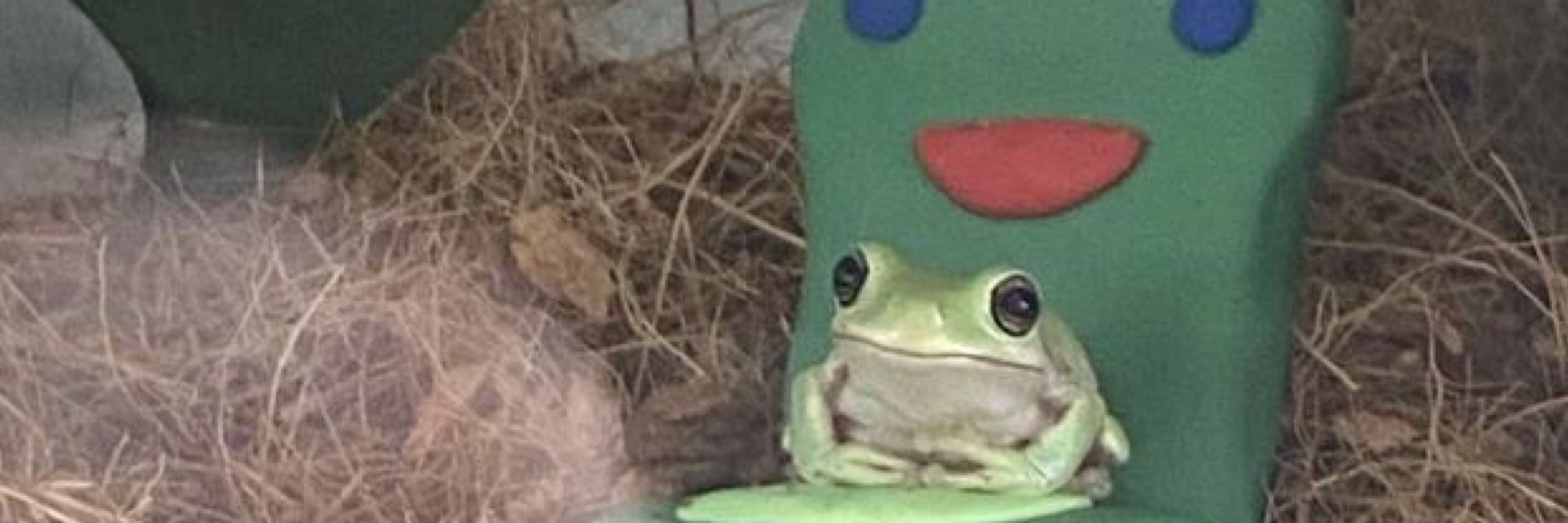 🐸