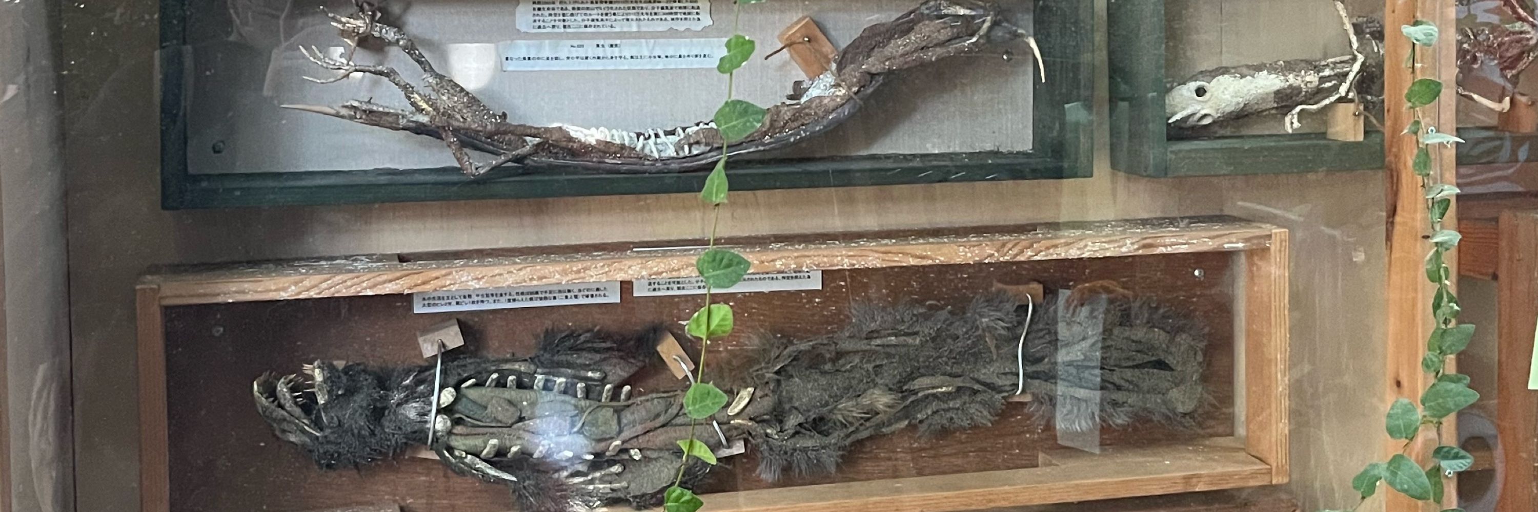 ホラタロー