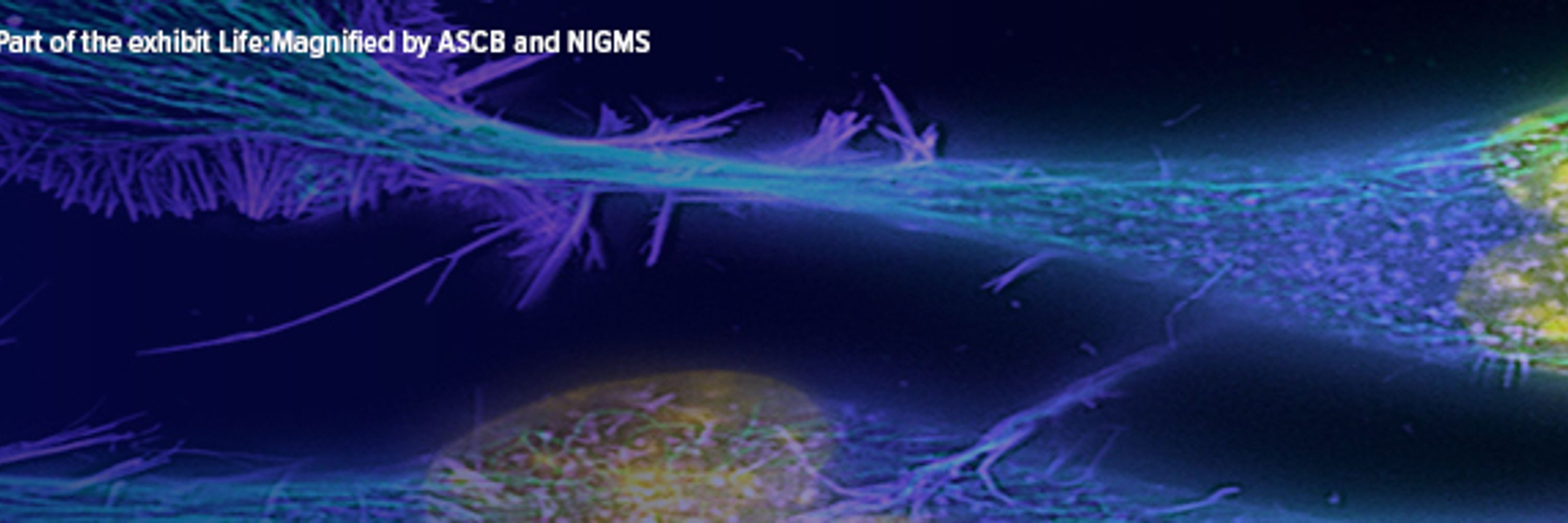 ISSCR