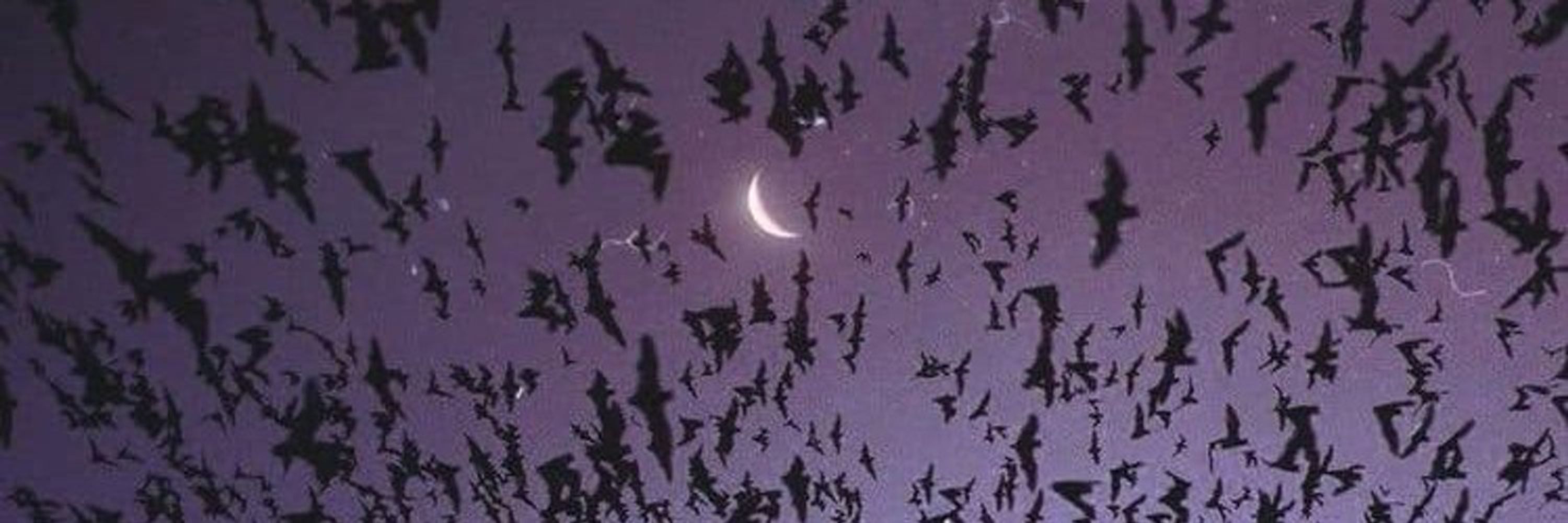 𝖇𝖇𝖞 𝖇𝖆𝖙 𝖇𝖗𝖆𝖙🌙🦇