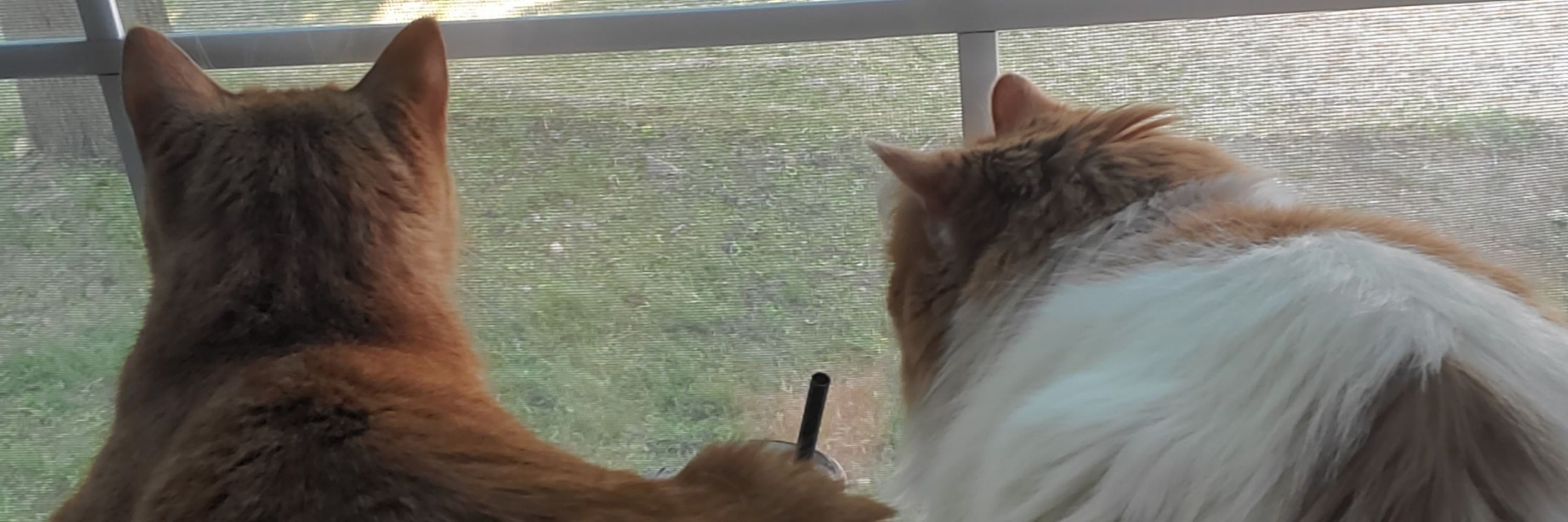 Autiecat
