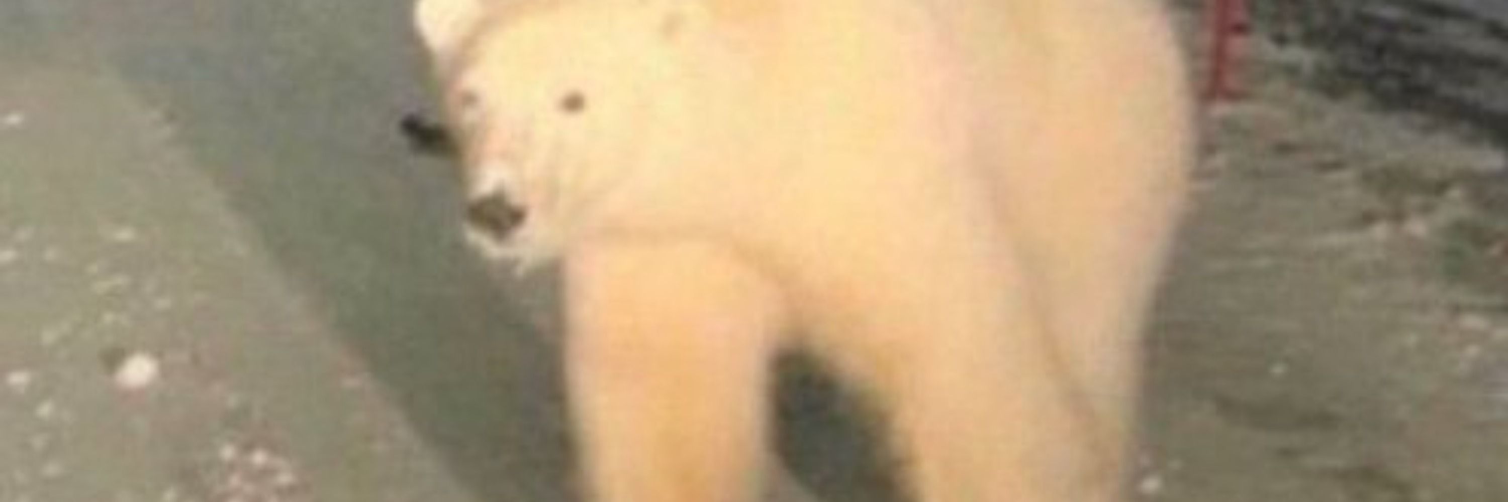 DanielFla