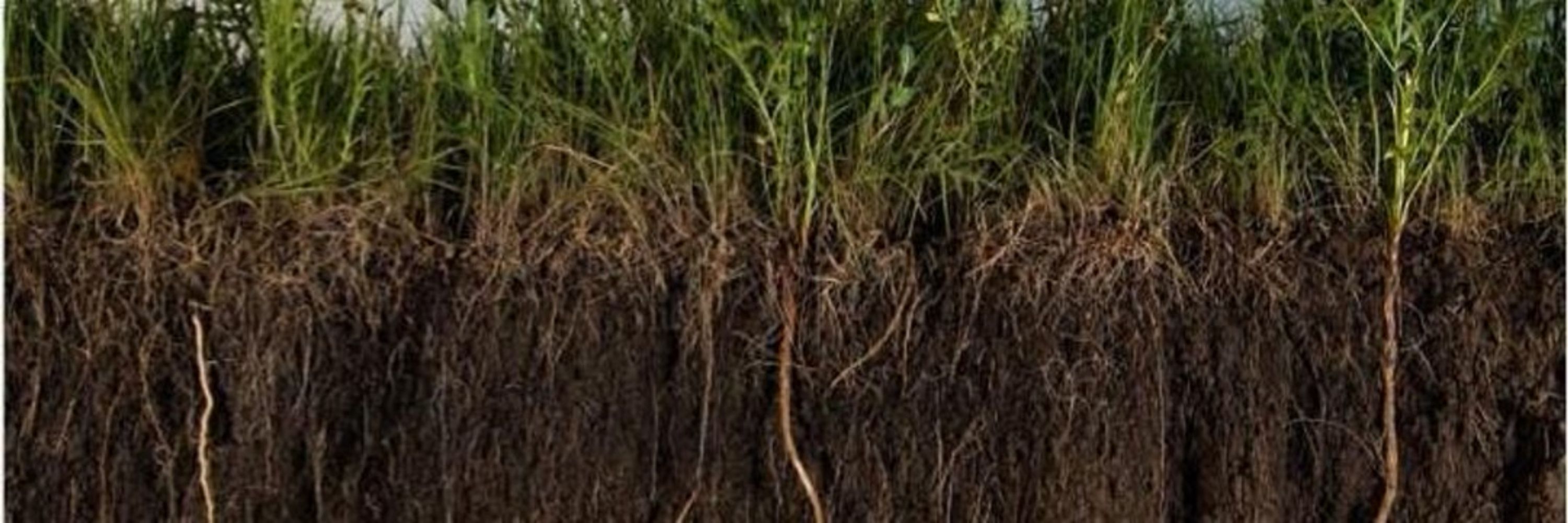Asociación Agricultura Regenerativa Ibérica