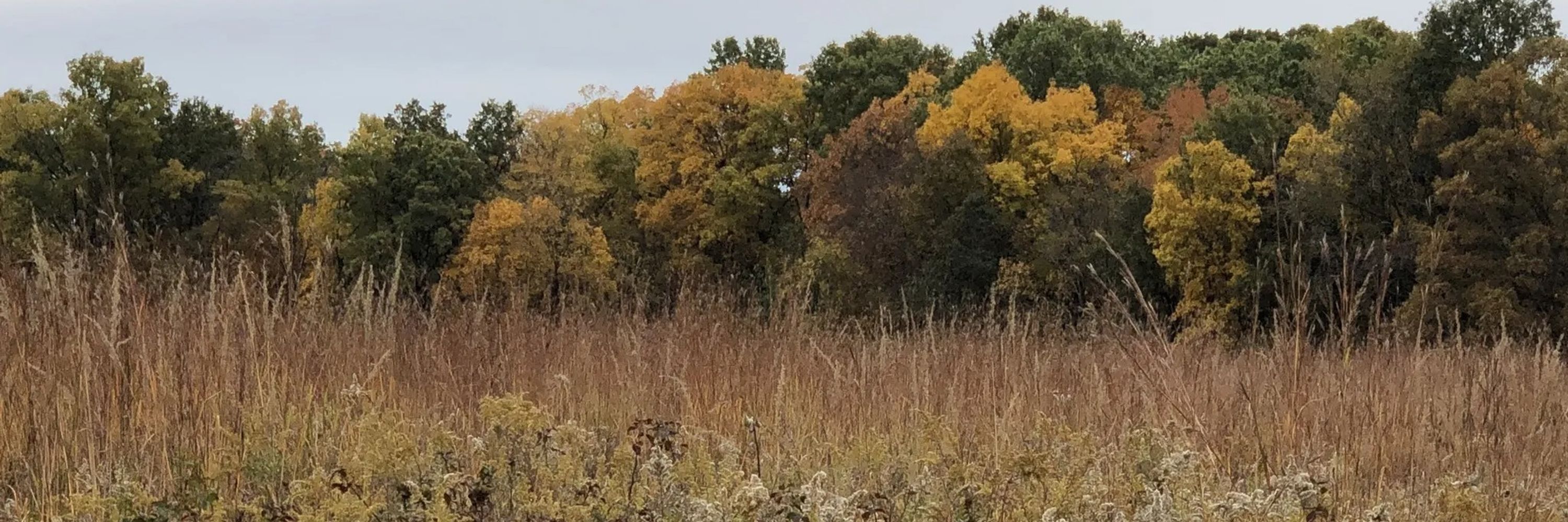 Radical Prairiegrass Ecosocialist Party of Illinois
