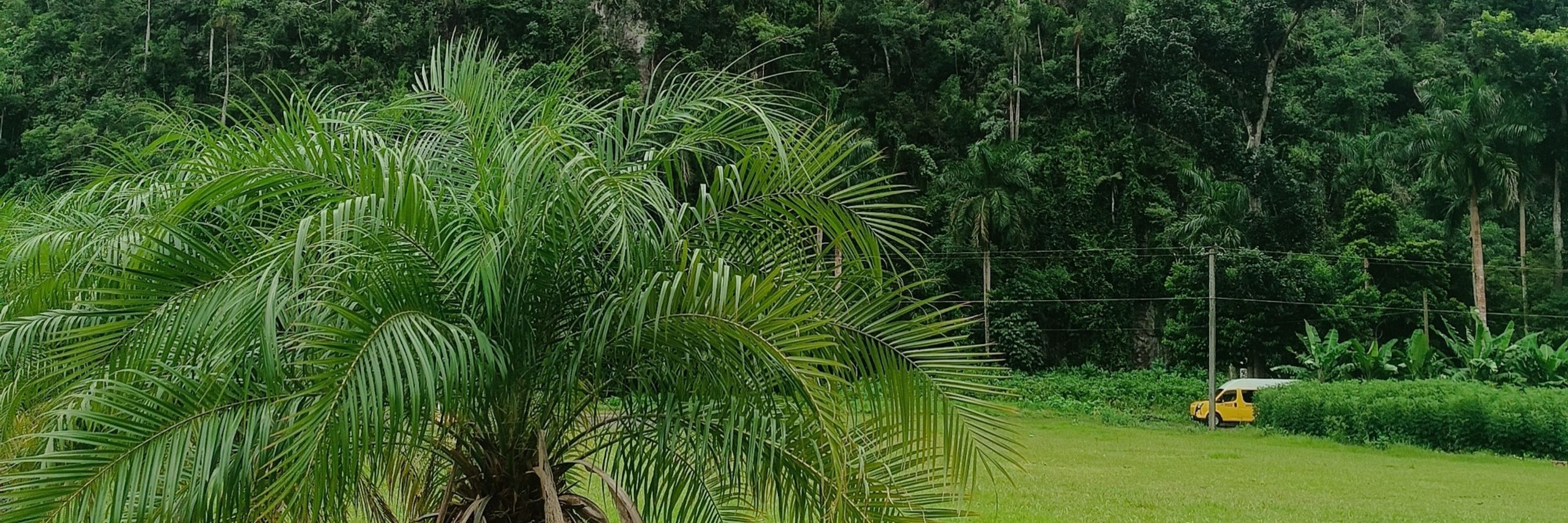 Dava