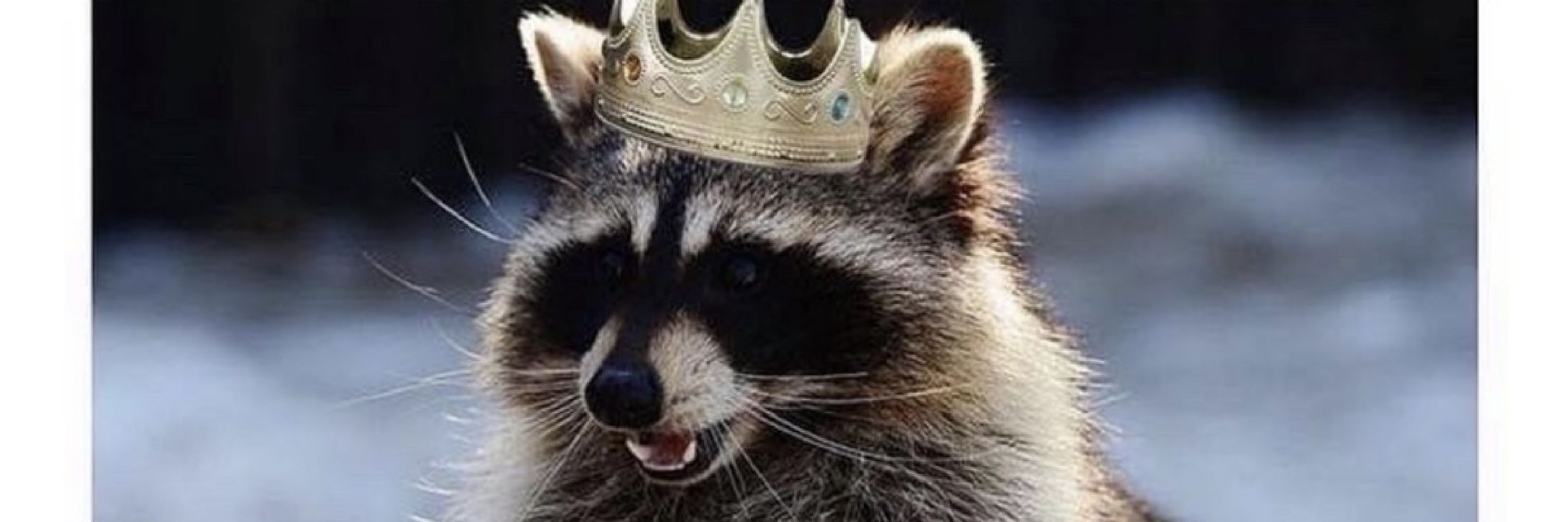 RaccoonProblems