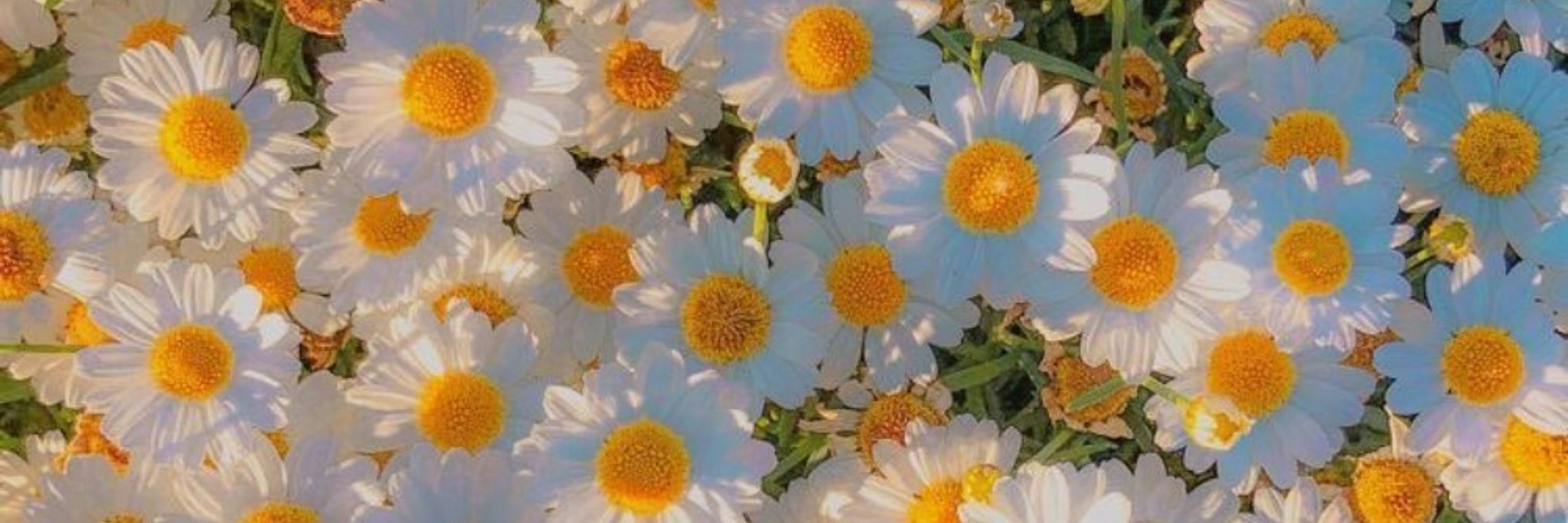Evs Marques 🌼🦋