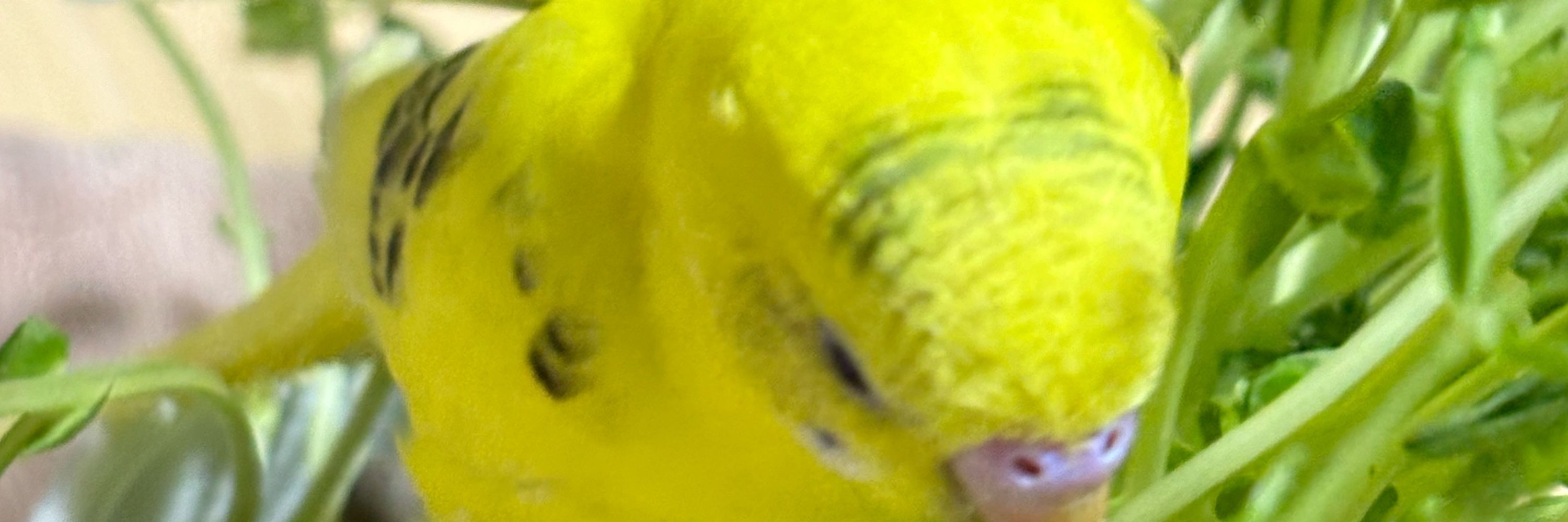 知覚