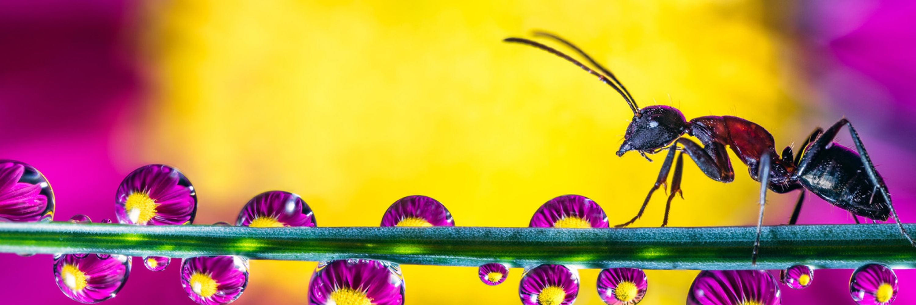 Focus Stacking