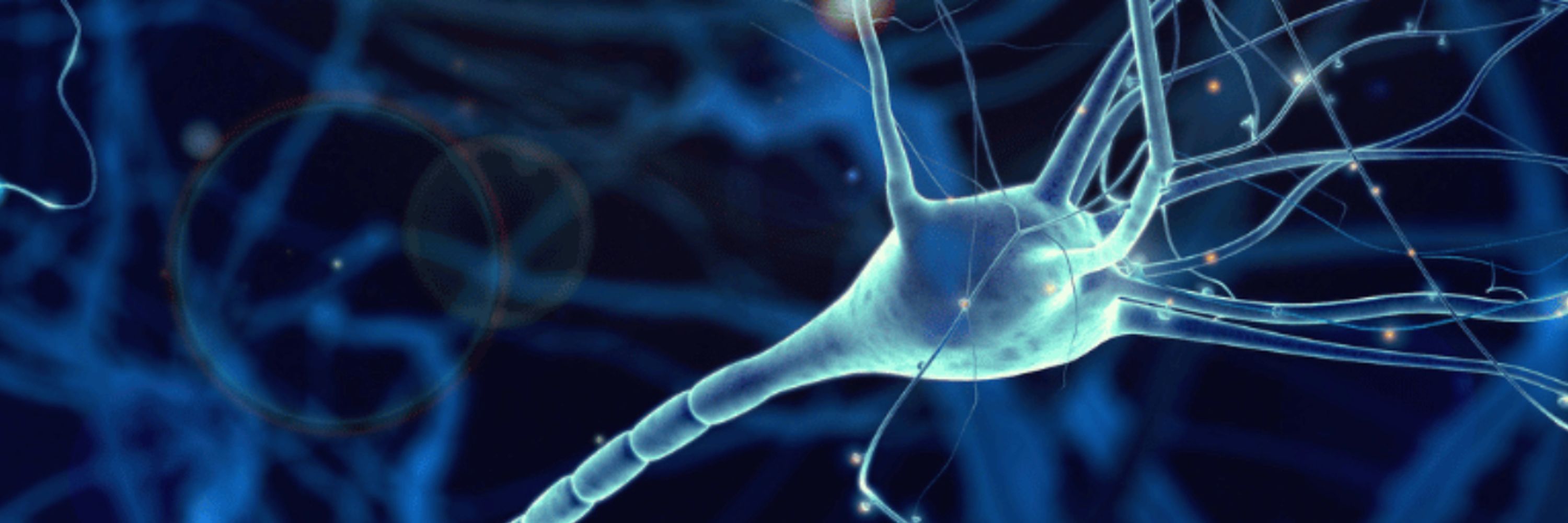 the computational brain lab