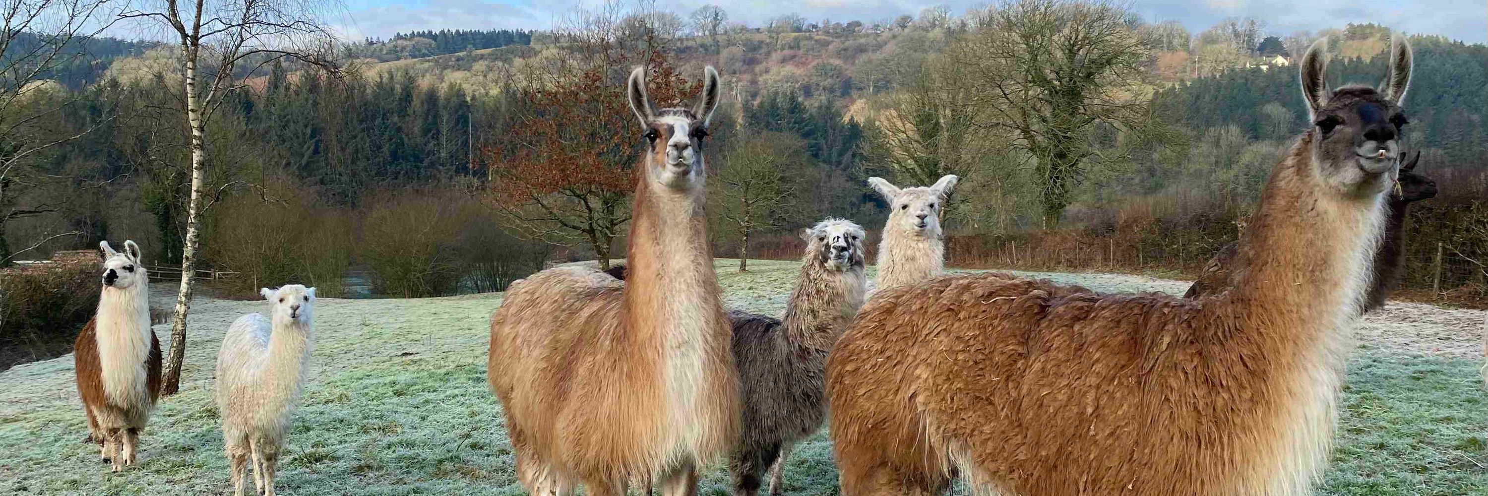 Pembrokeshire Llamas