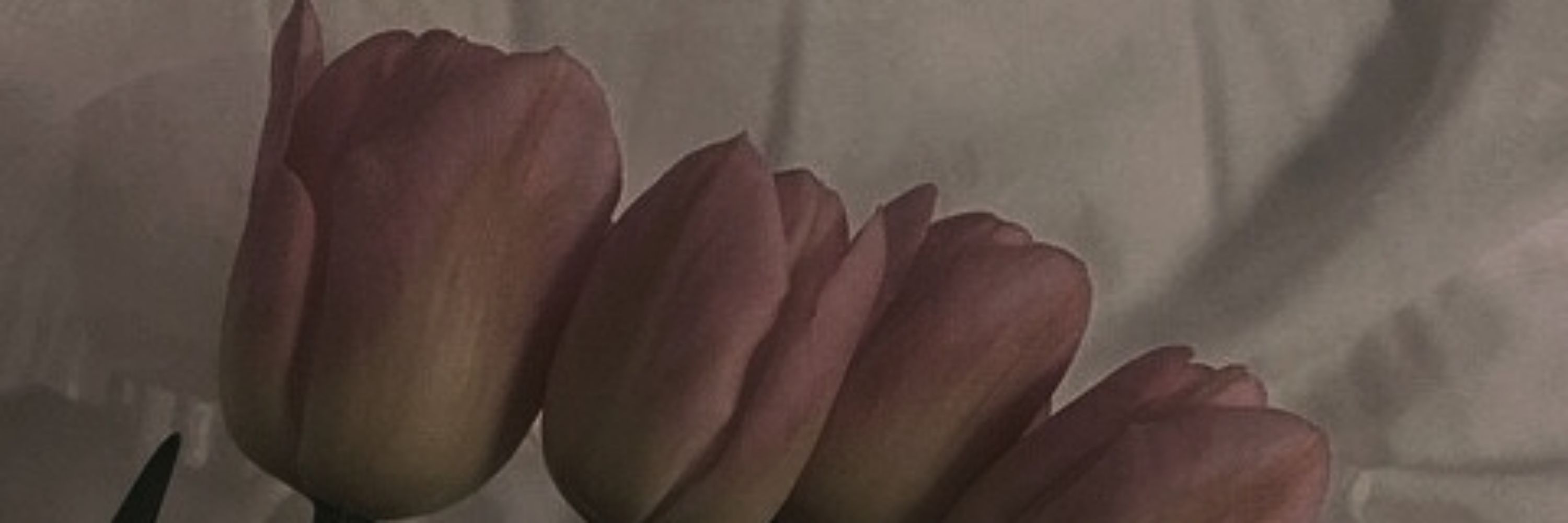 짐보