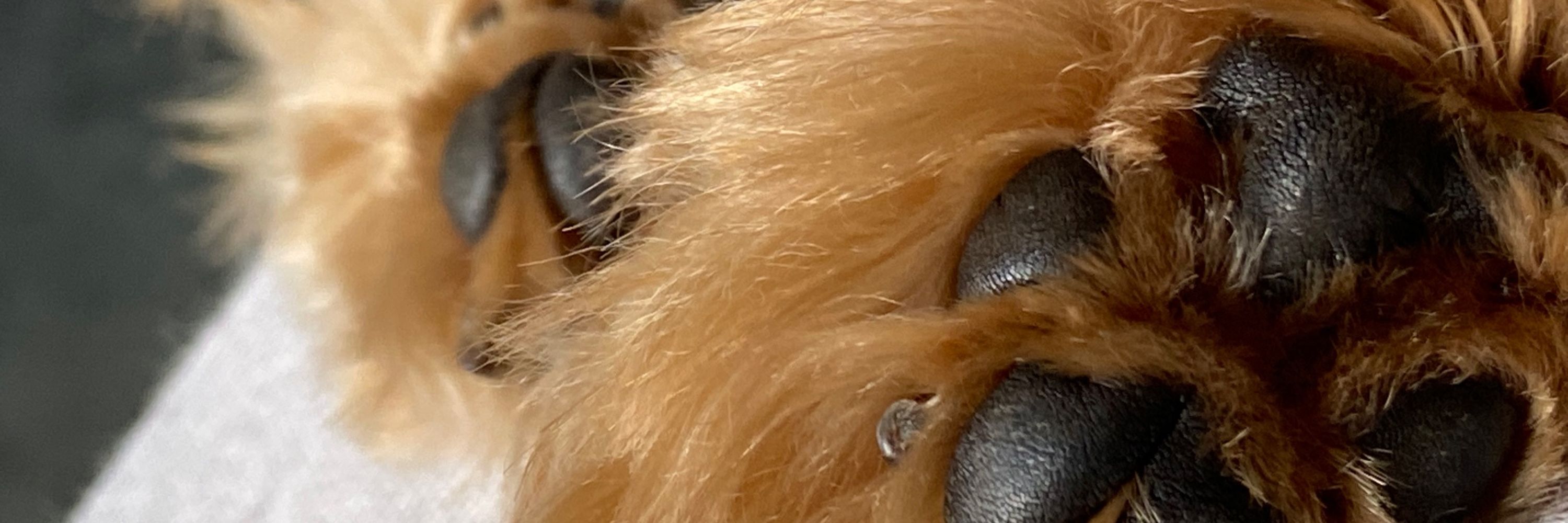 🐾