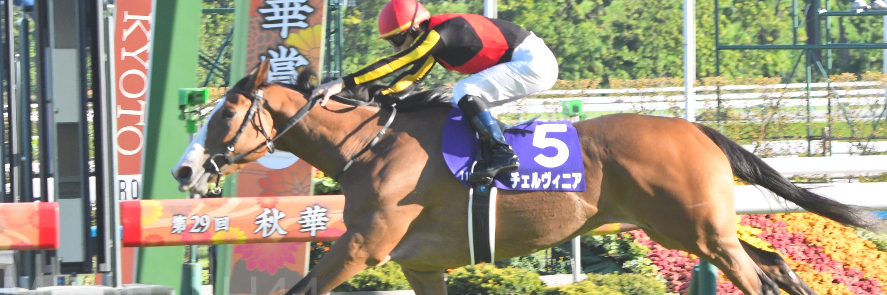 DAICHI MATSUMOTO