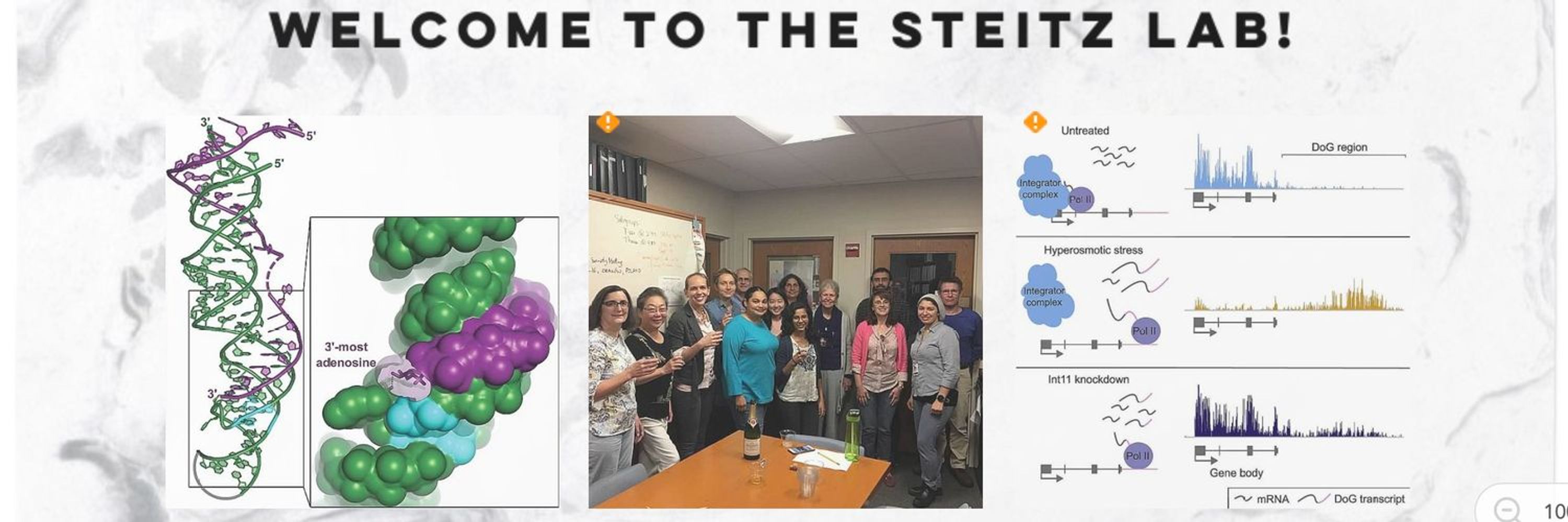 Joan Steitz Lab