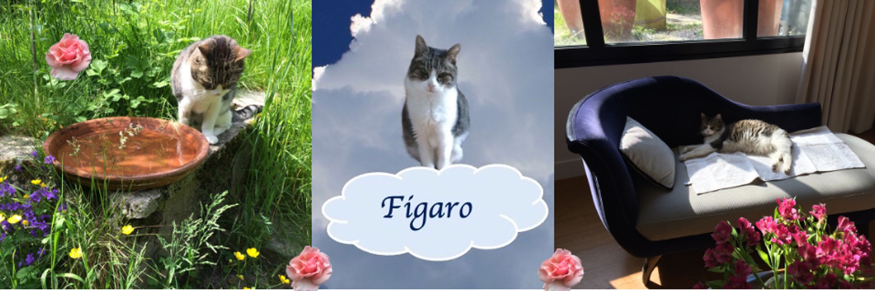 Rose & feu Figaro
