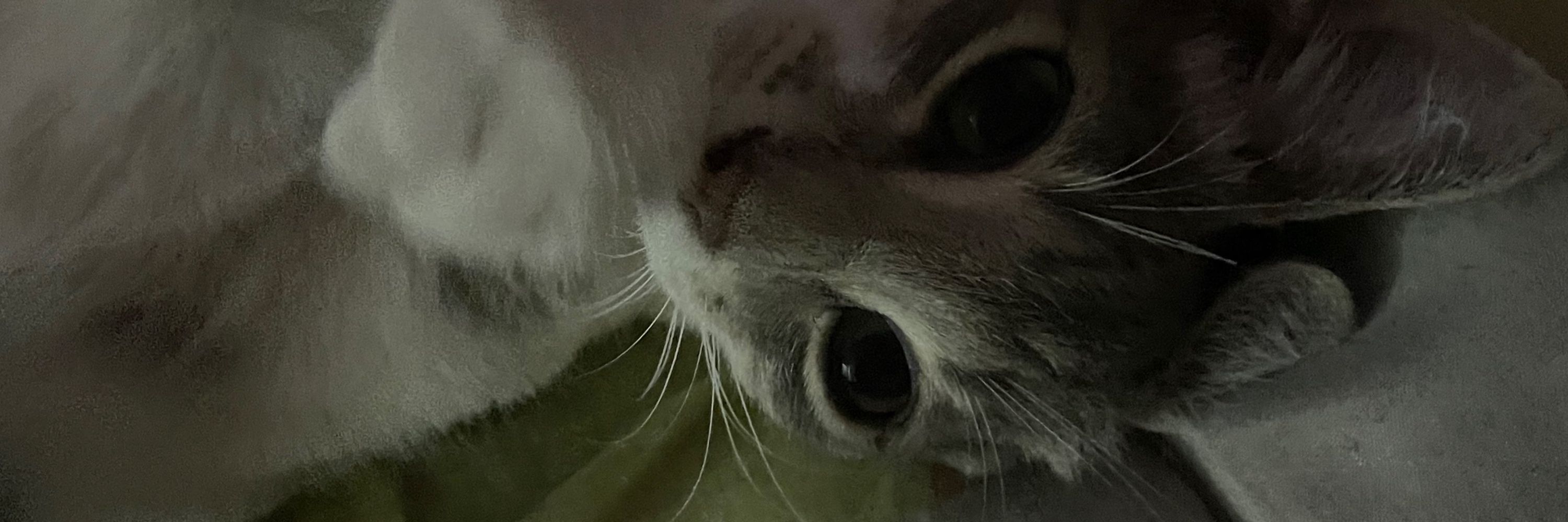 lulu