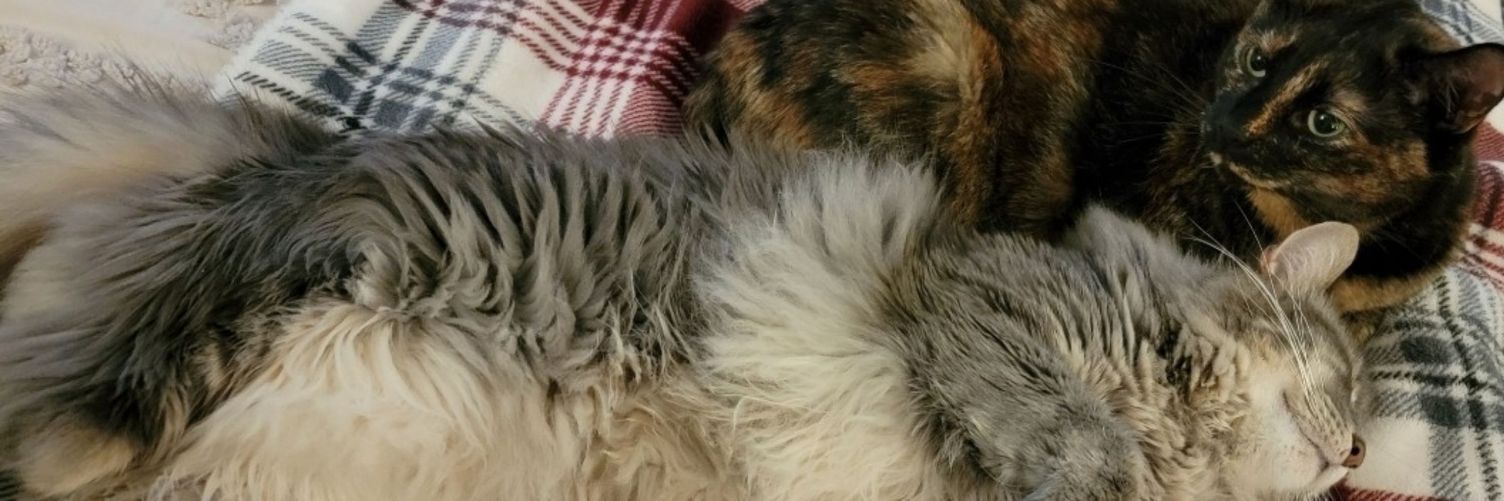 CozyPepperoni