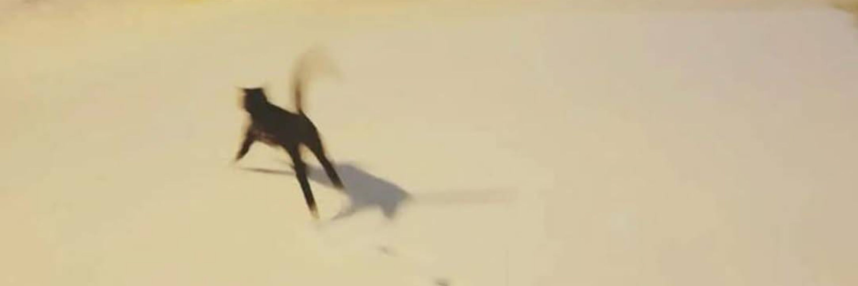 a cat on a strange machine