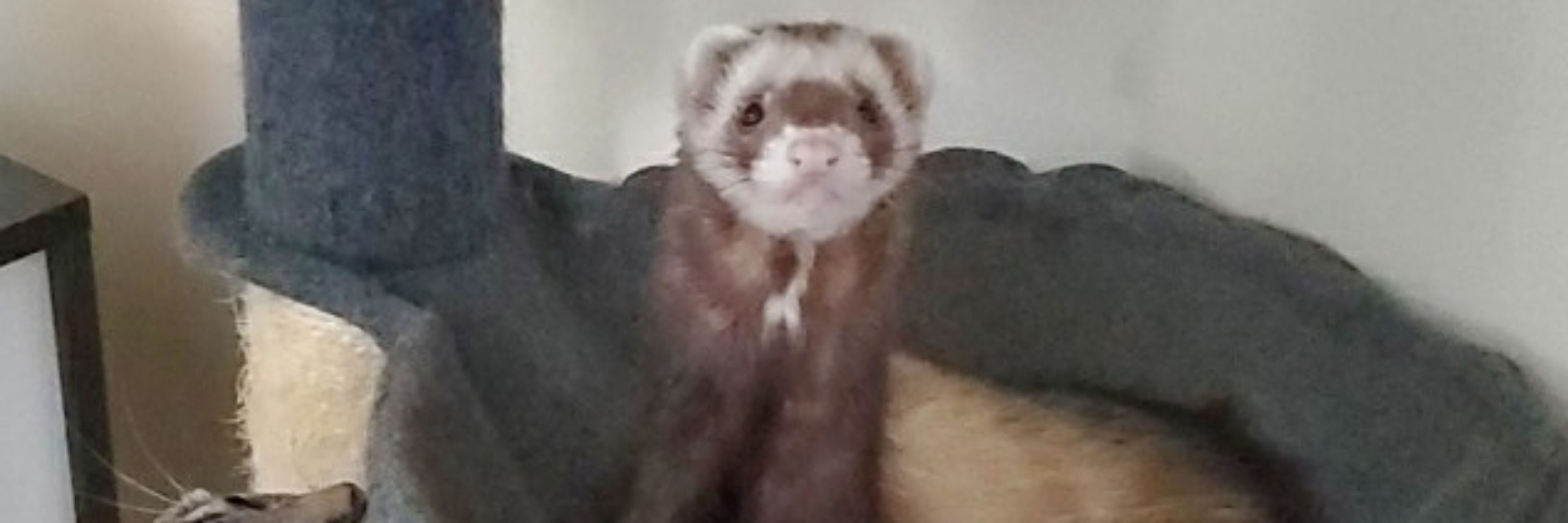 Master Thief Gizmo 