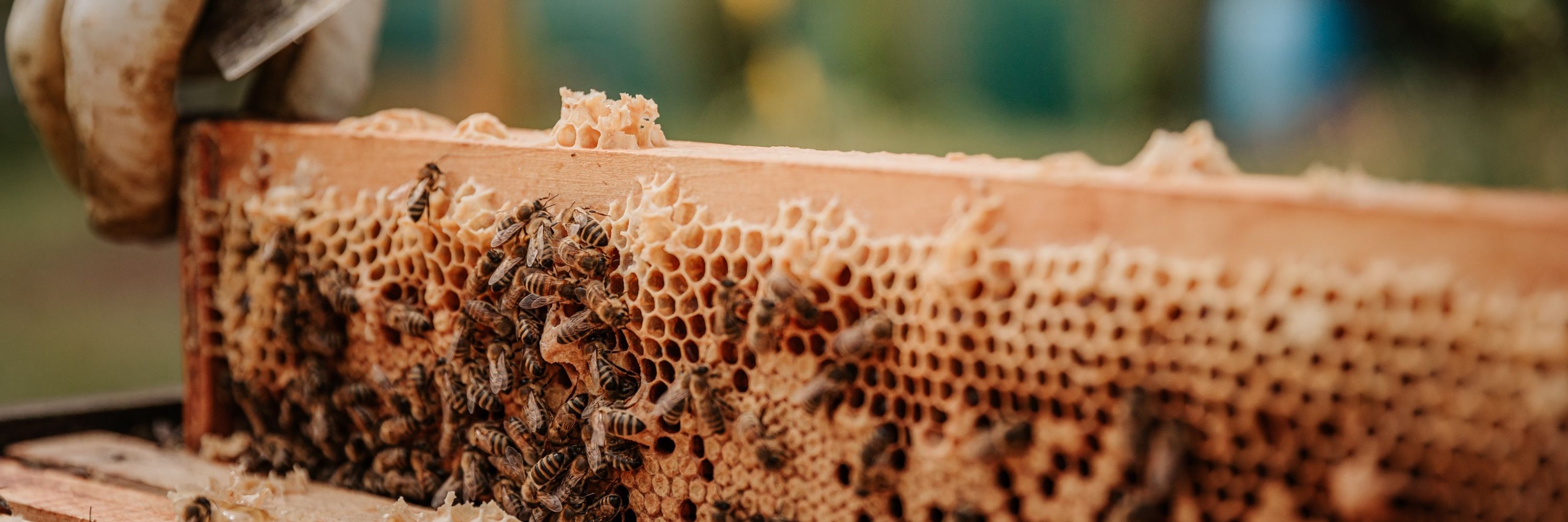 Charleston Bee Works