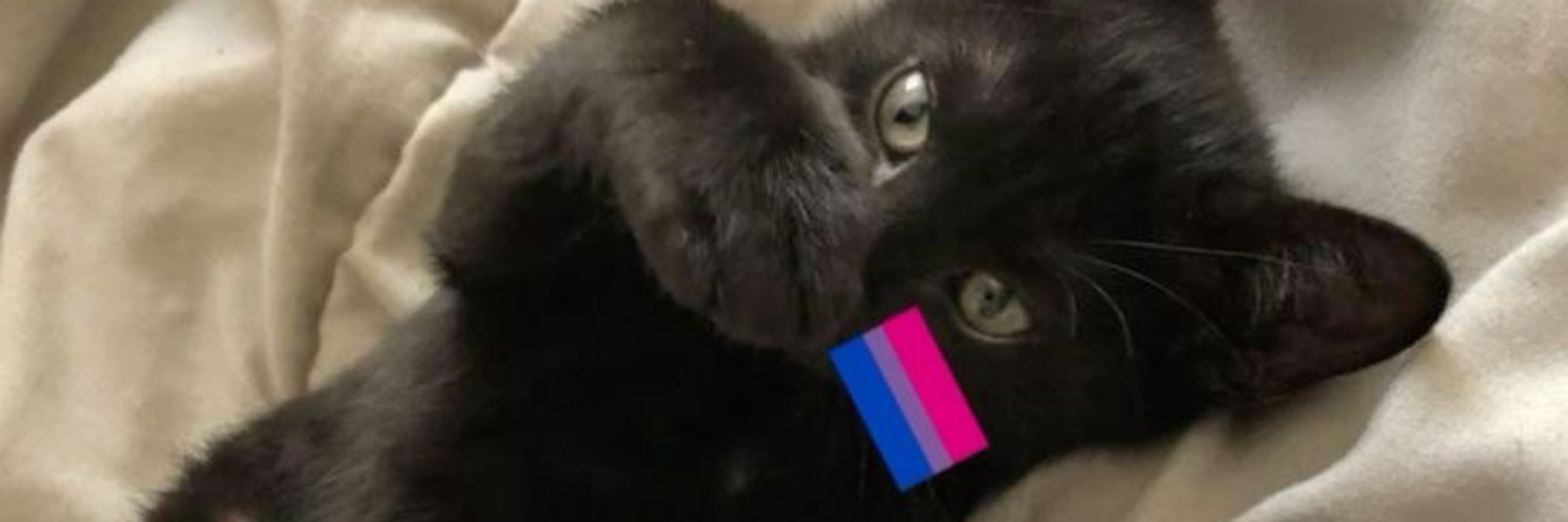 CAT🐈‍⬛