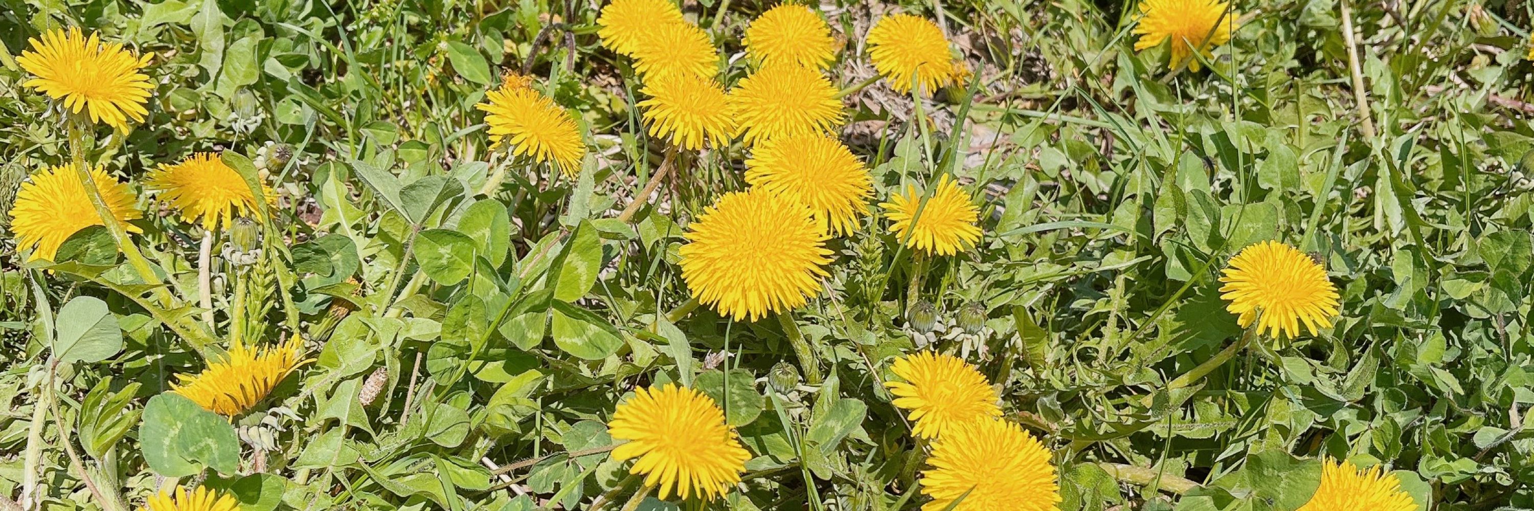 🌼五日火あん🌼