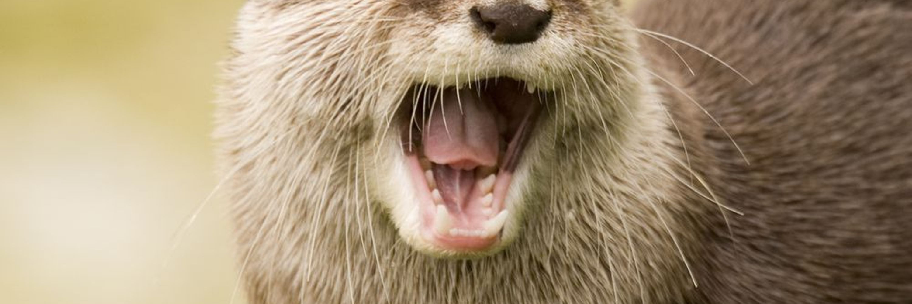 77otters