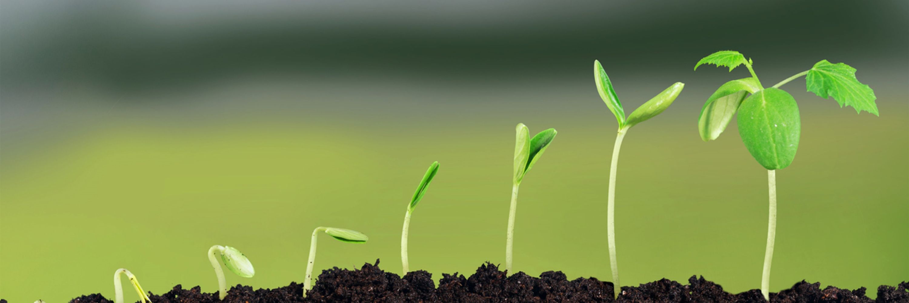 Science and Plants for Schools (SAPS)