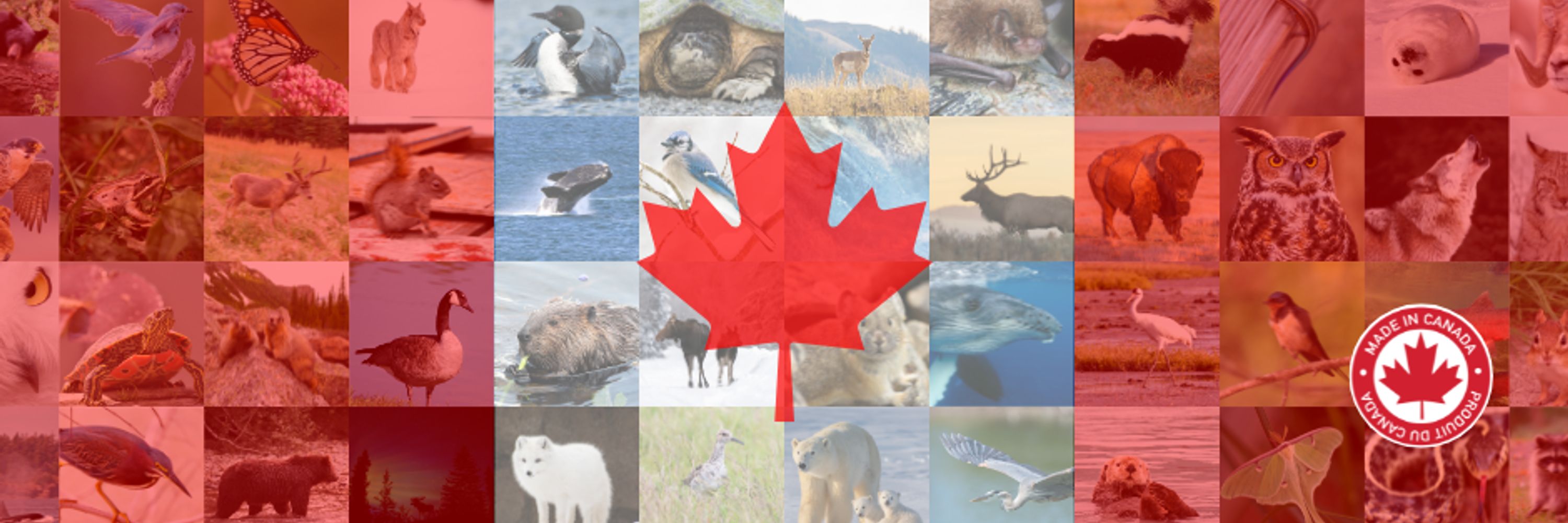 Hinterland Who's Who | Faune et flore du pays