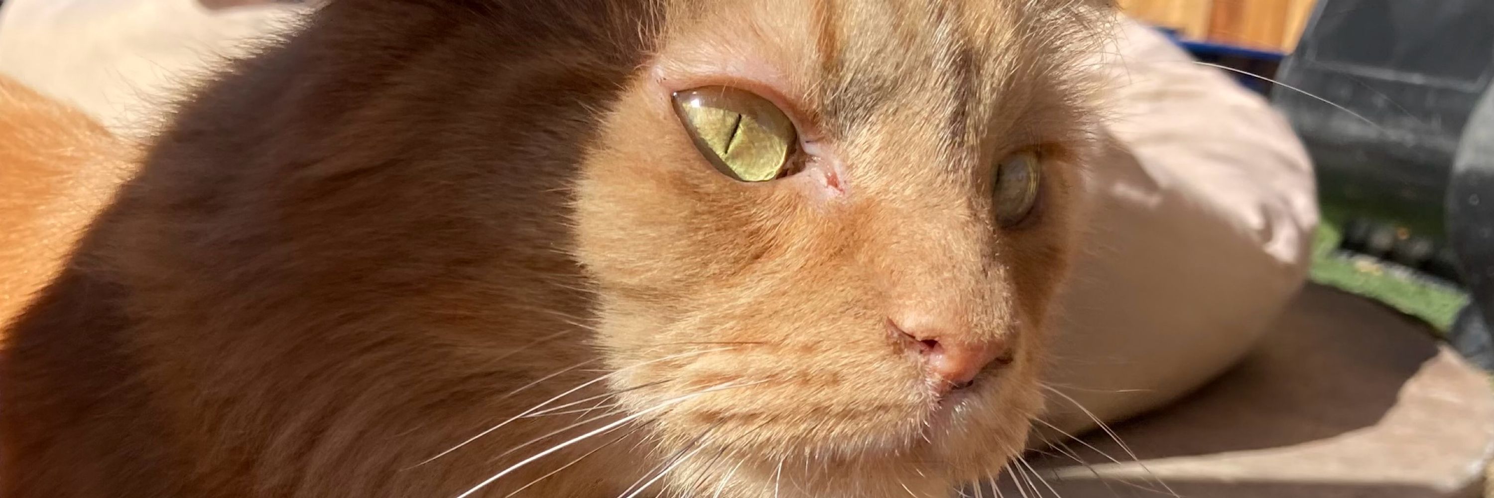 Purr Manor Cat Sanctuary