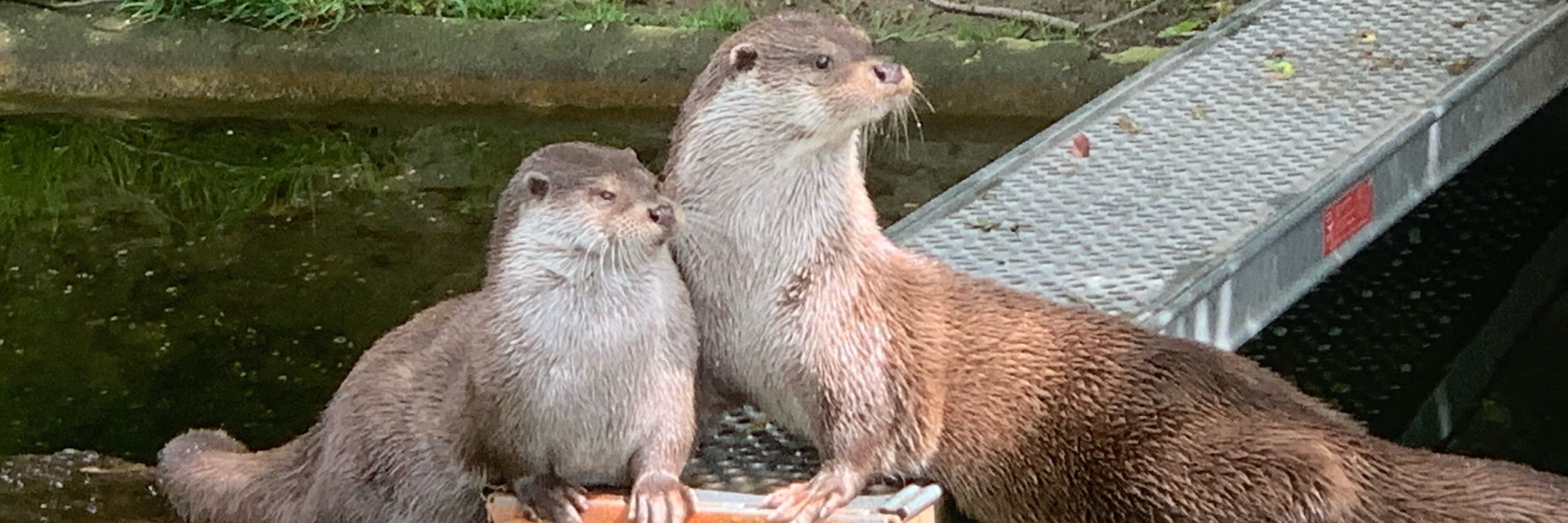 everyday is otter day