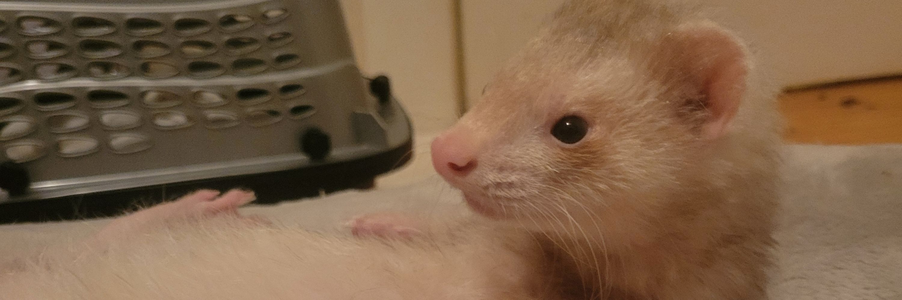 a weasel. perhaps even an angry one