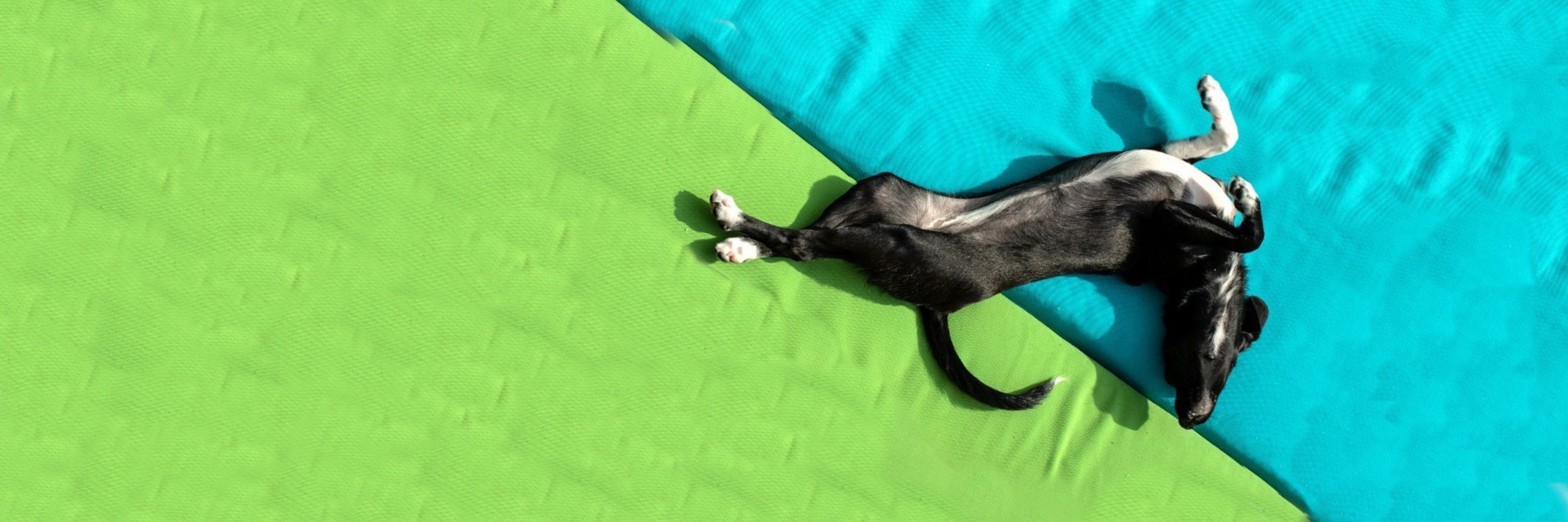 Stella Fruitbat