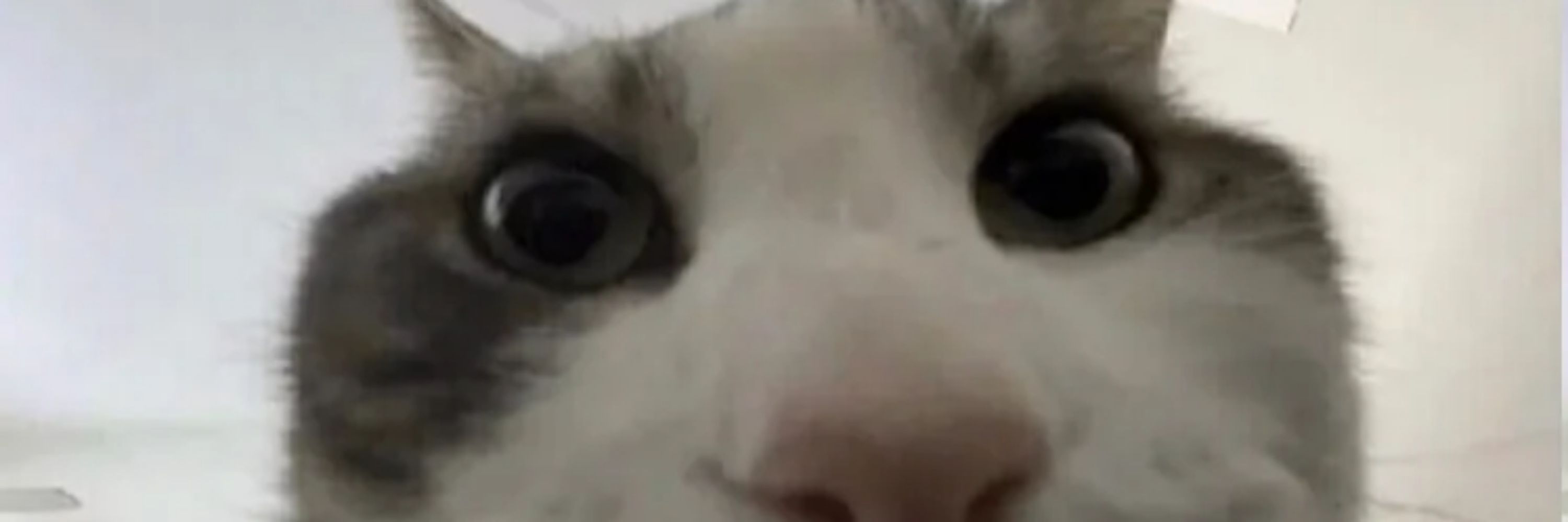 Trashgob