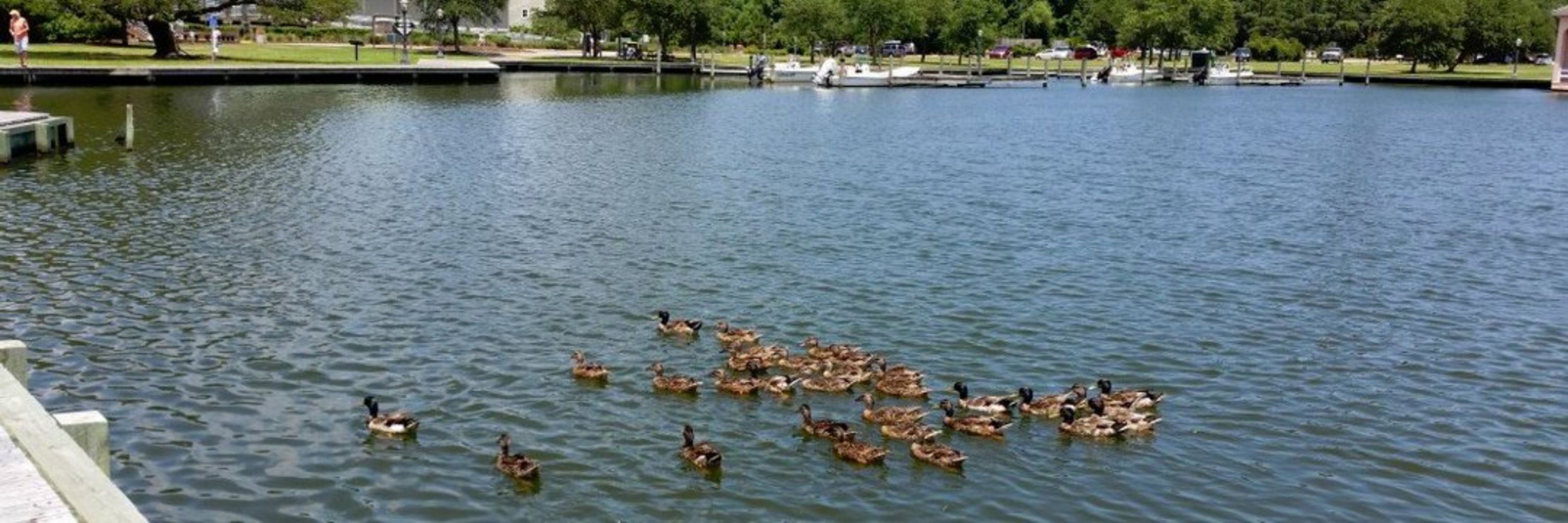 Ducky