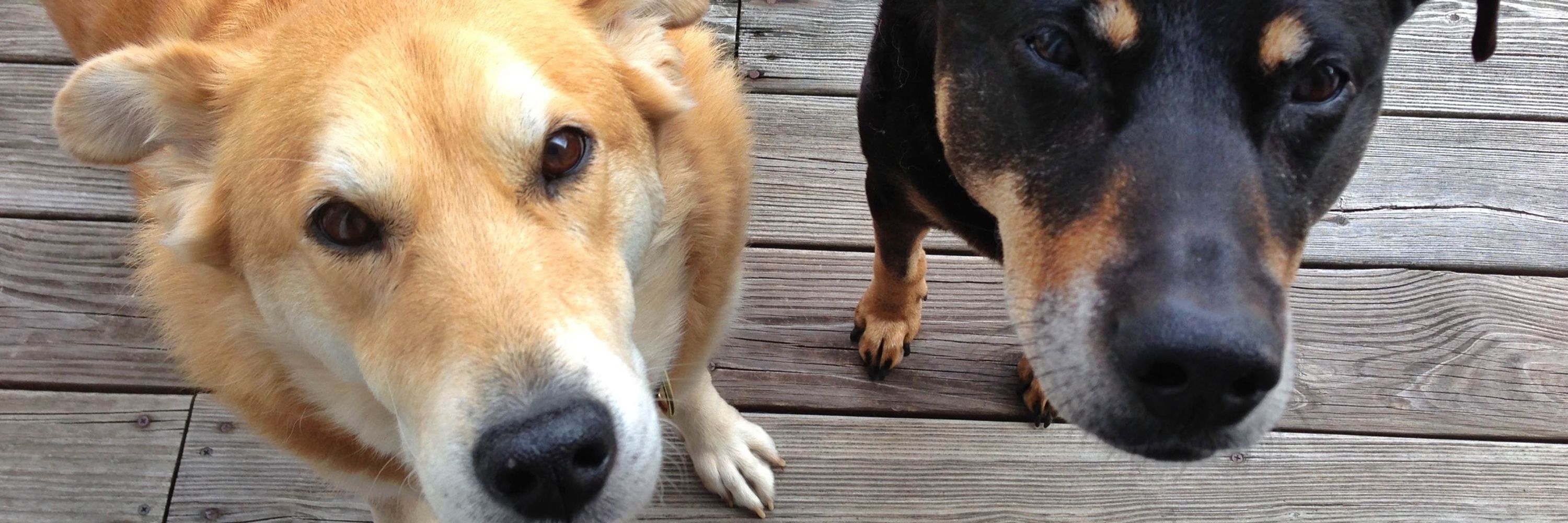 Maple & Eli 