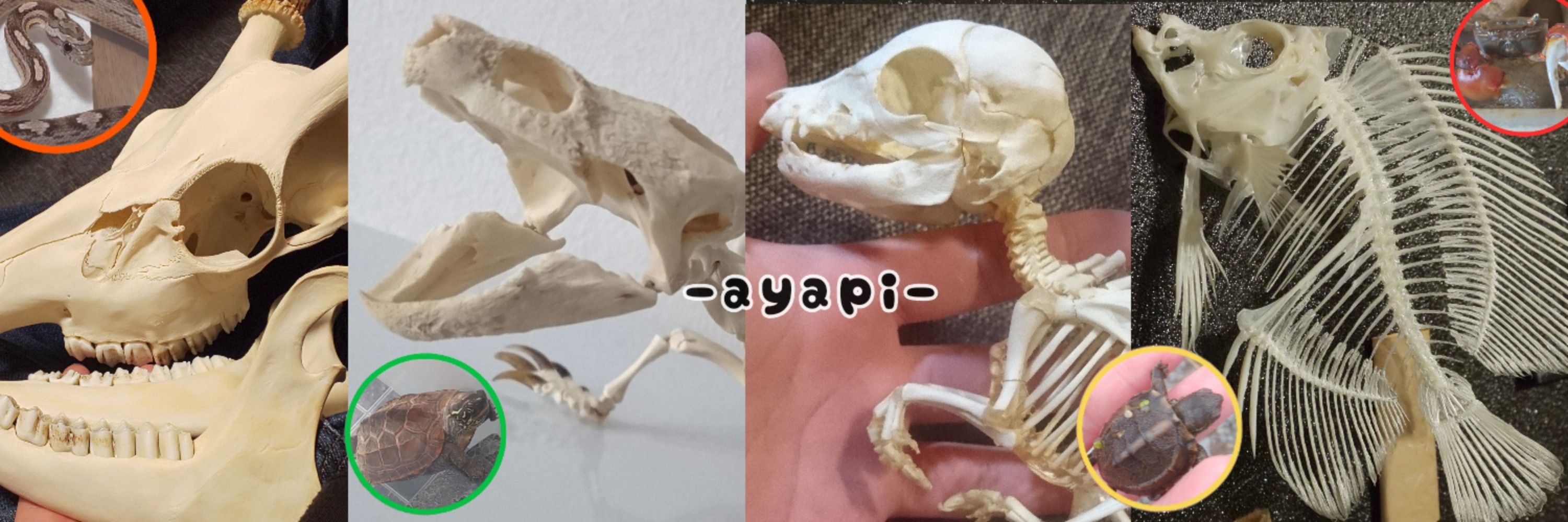 あやぴー