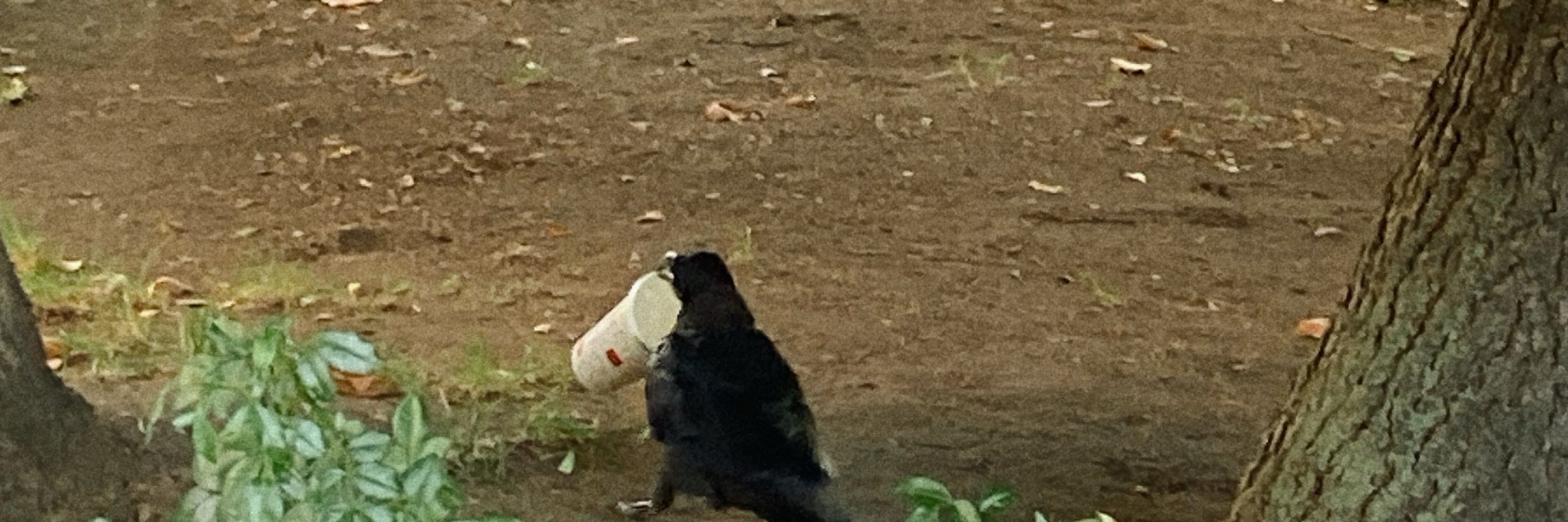 牡蠣とまこ